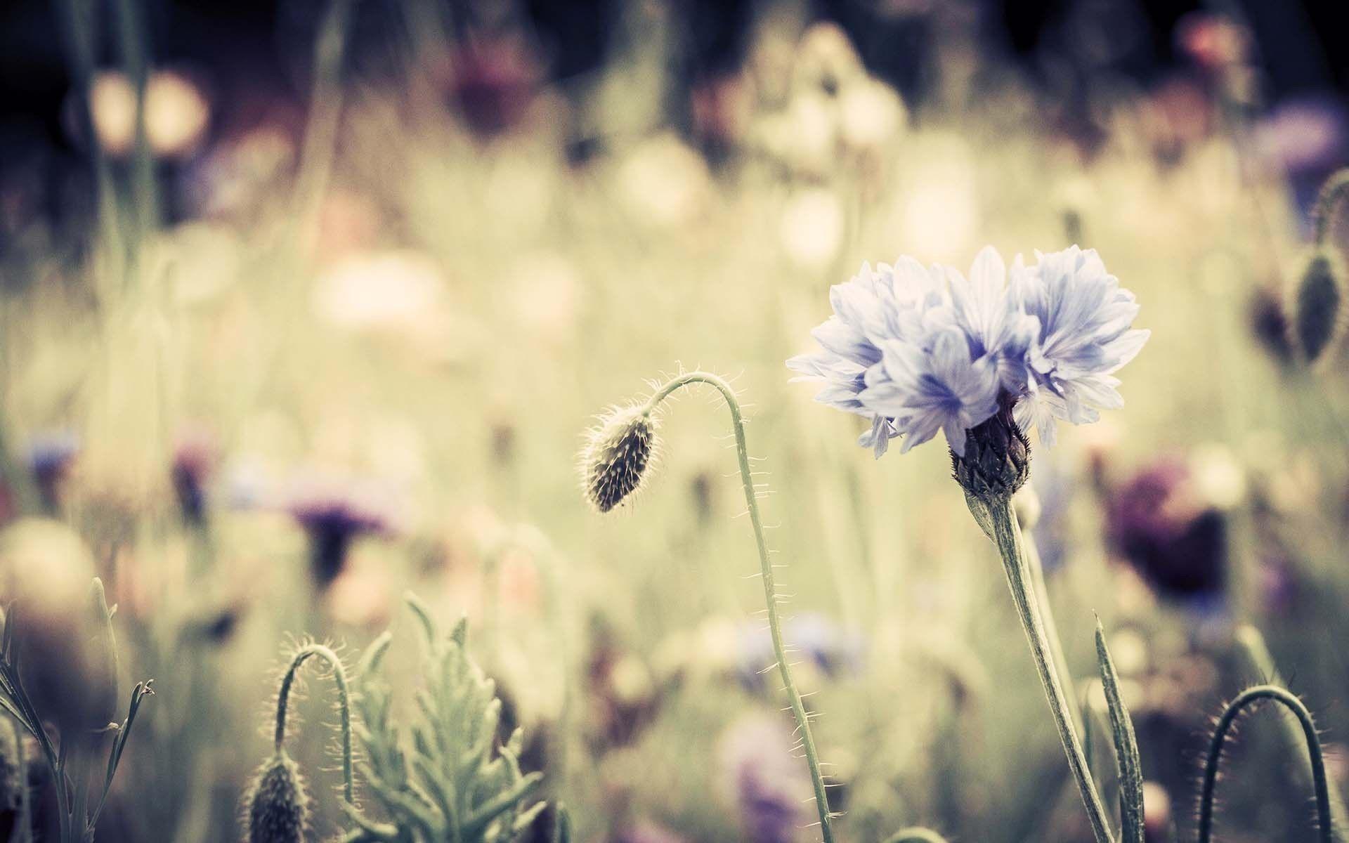 1920x1200 Vintage Desktop Background