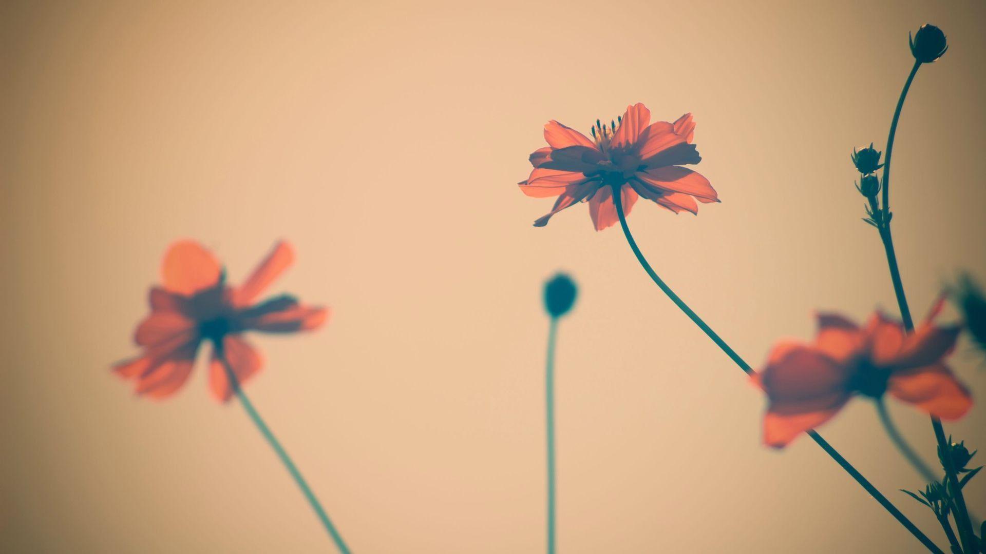 1920x1080 Vintage Flowers Wallpaper And Background