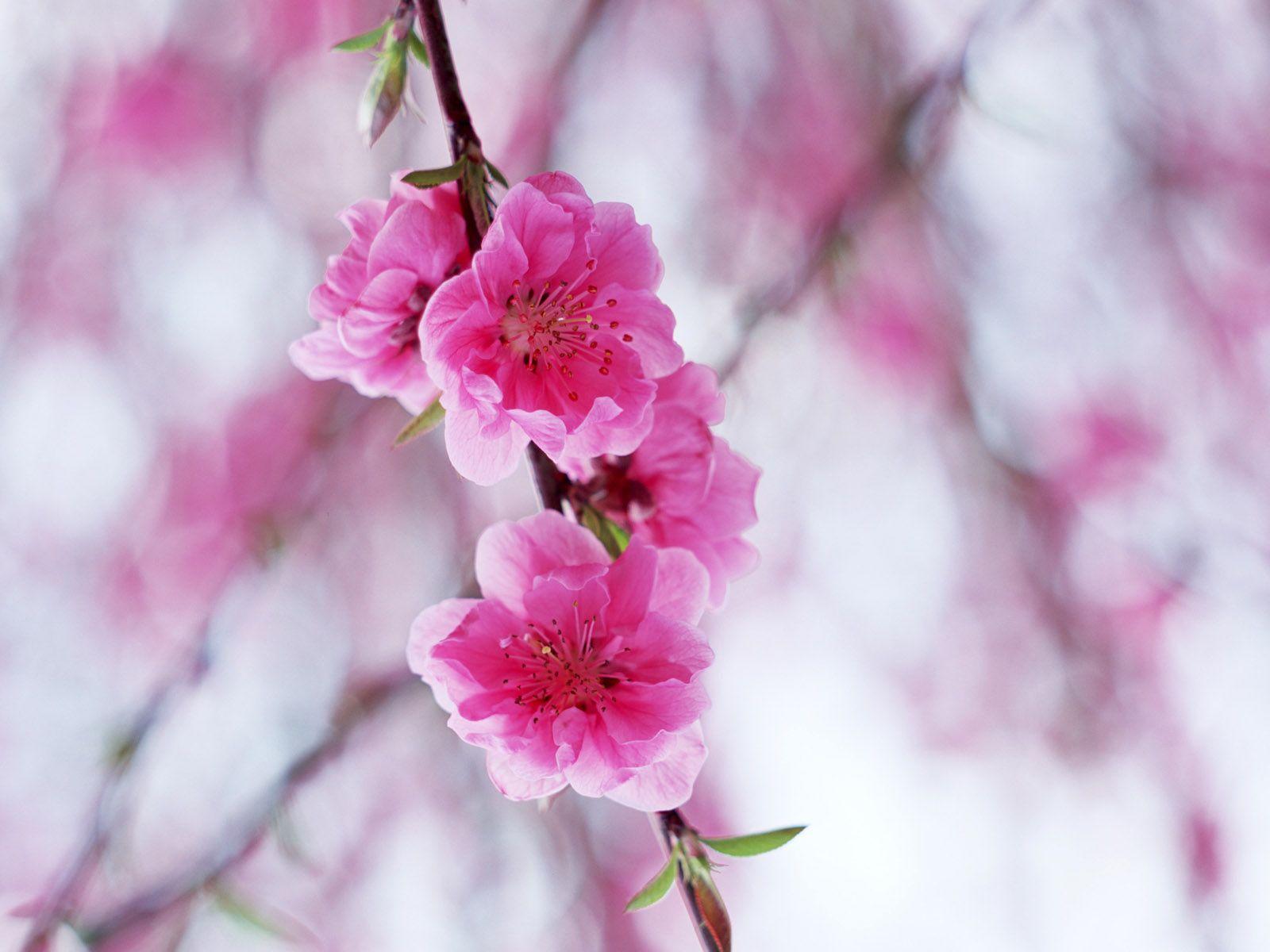 1600x1200 Peach blossom 8354