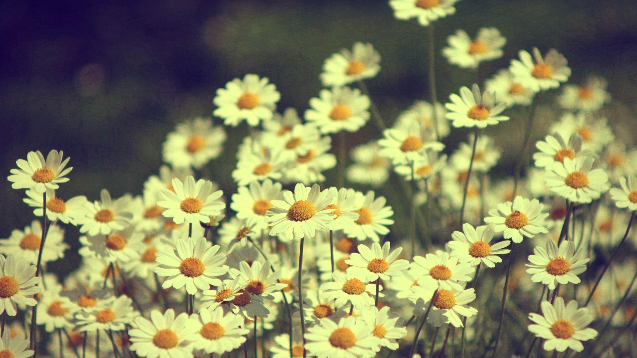 2560x1440 Collection of Vintage Flowers Background, Vintage Flowers