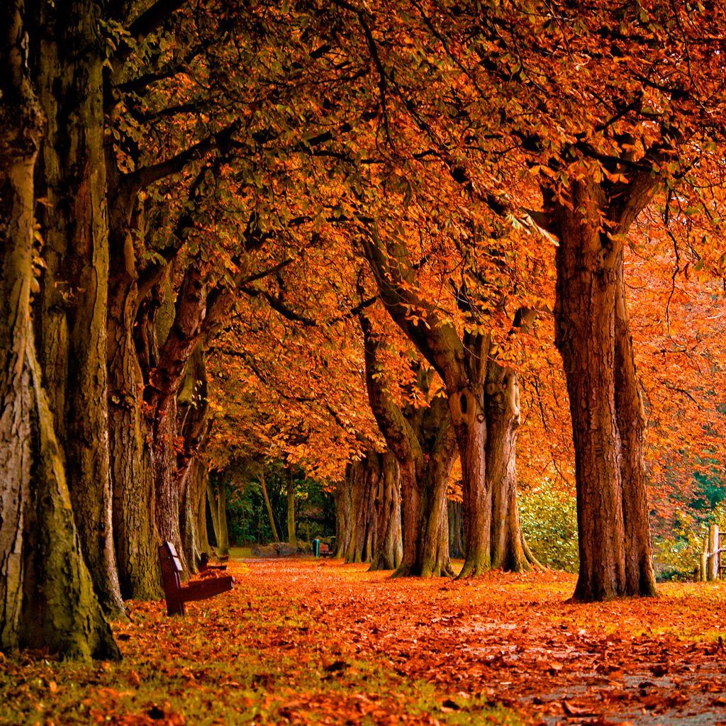 November Autumn Wallpapers - Top Free November Autumn Backgrounds ...