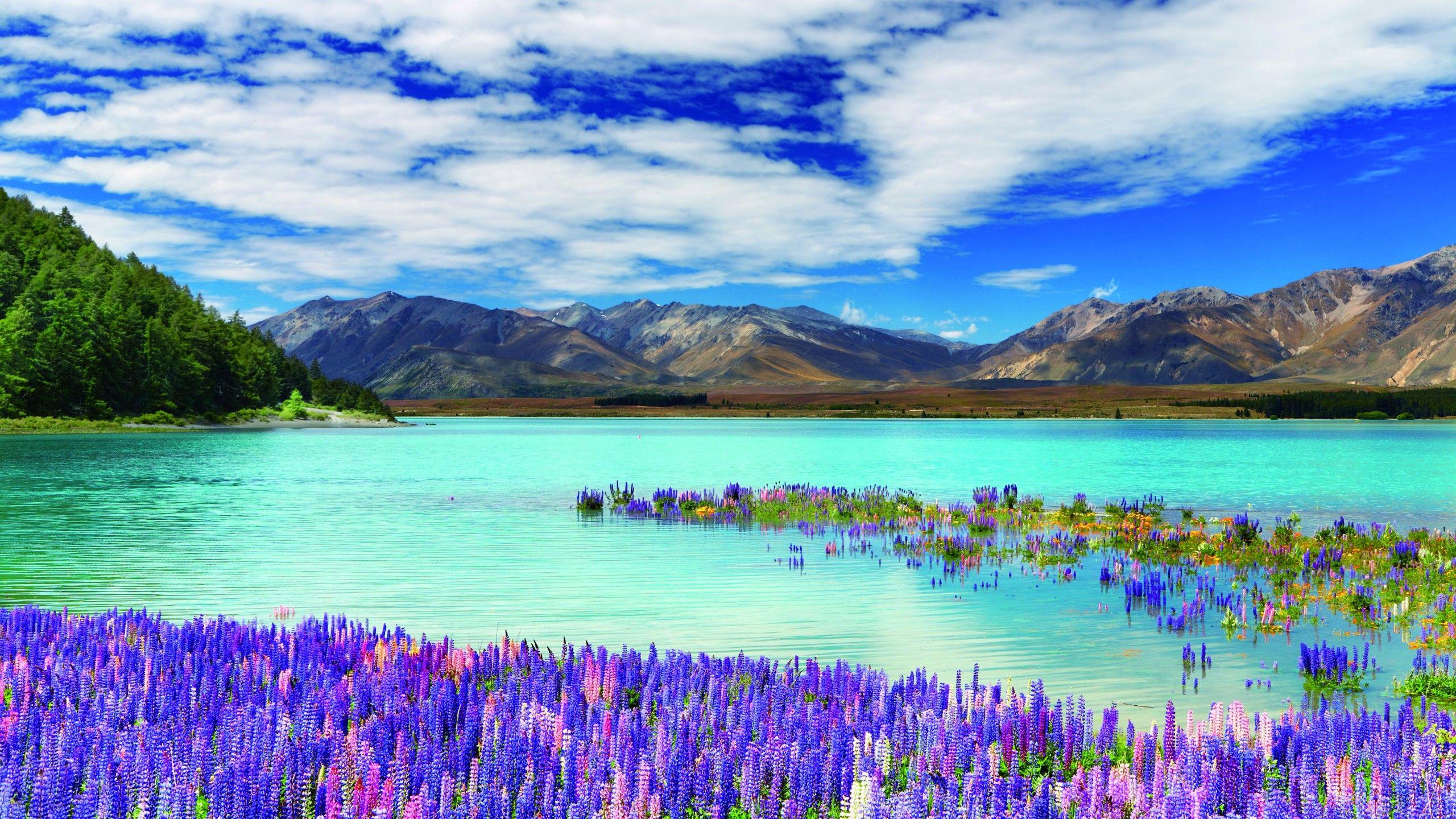 2560x1440 Wallpaper New Zealand, river, mountains, flowers, clouds, 4k