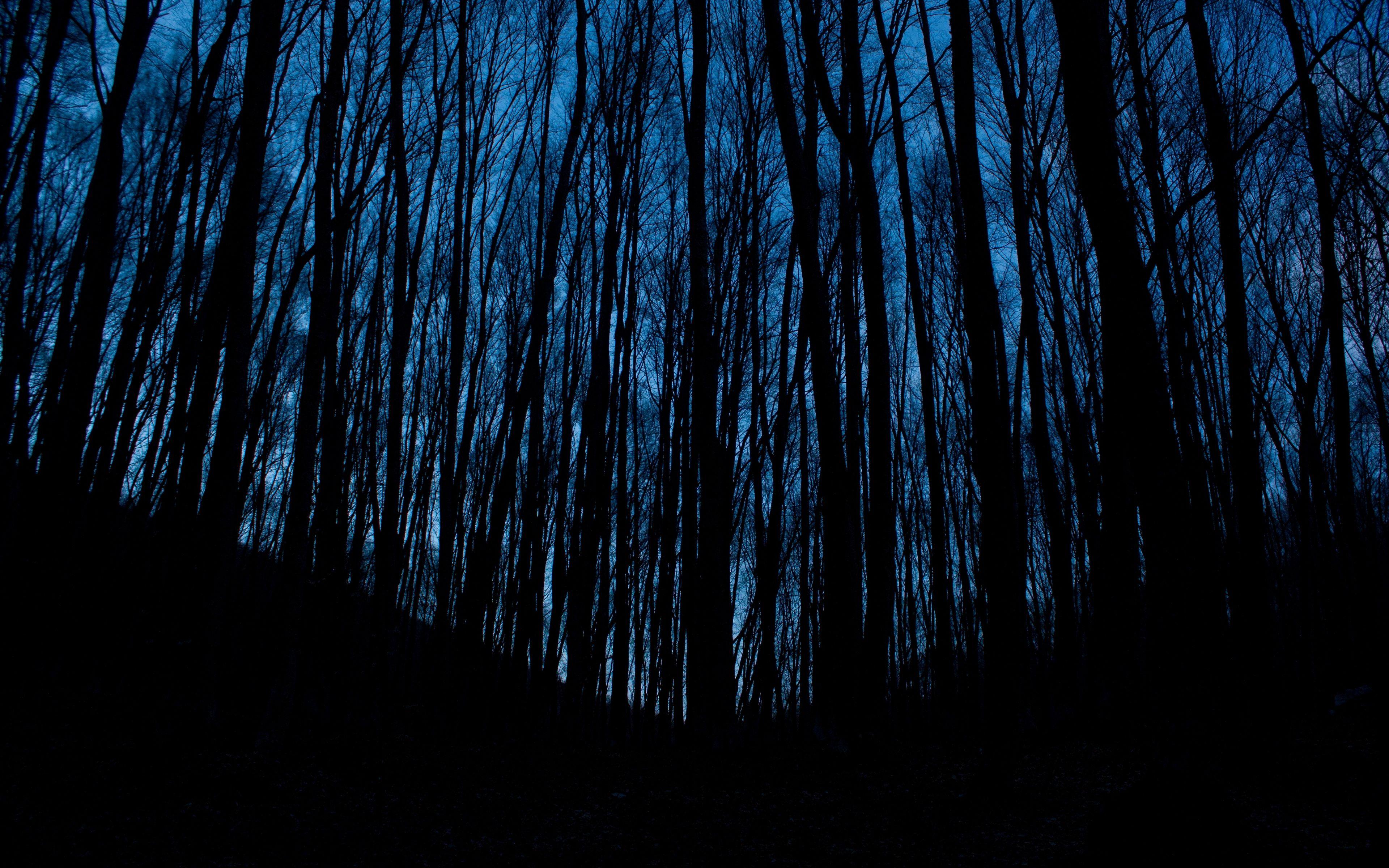 3840x2400 Tải xuống hình nền 3840x2400 cây, rừng, bóng tối, đêm 4k