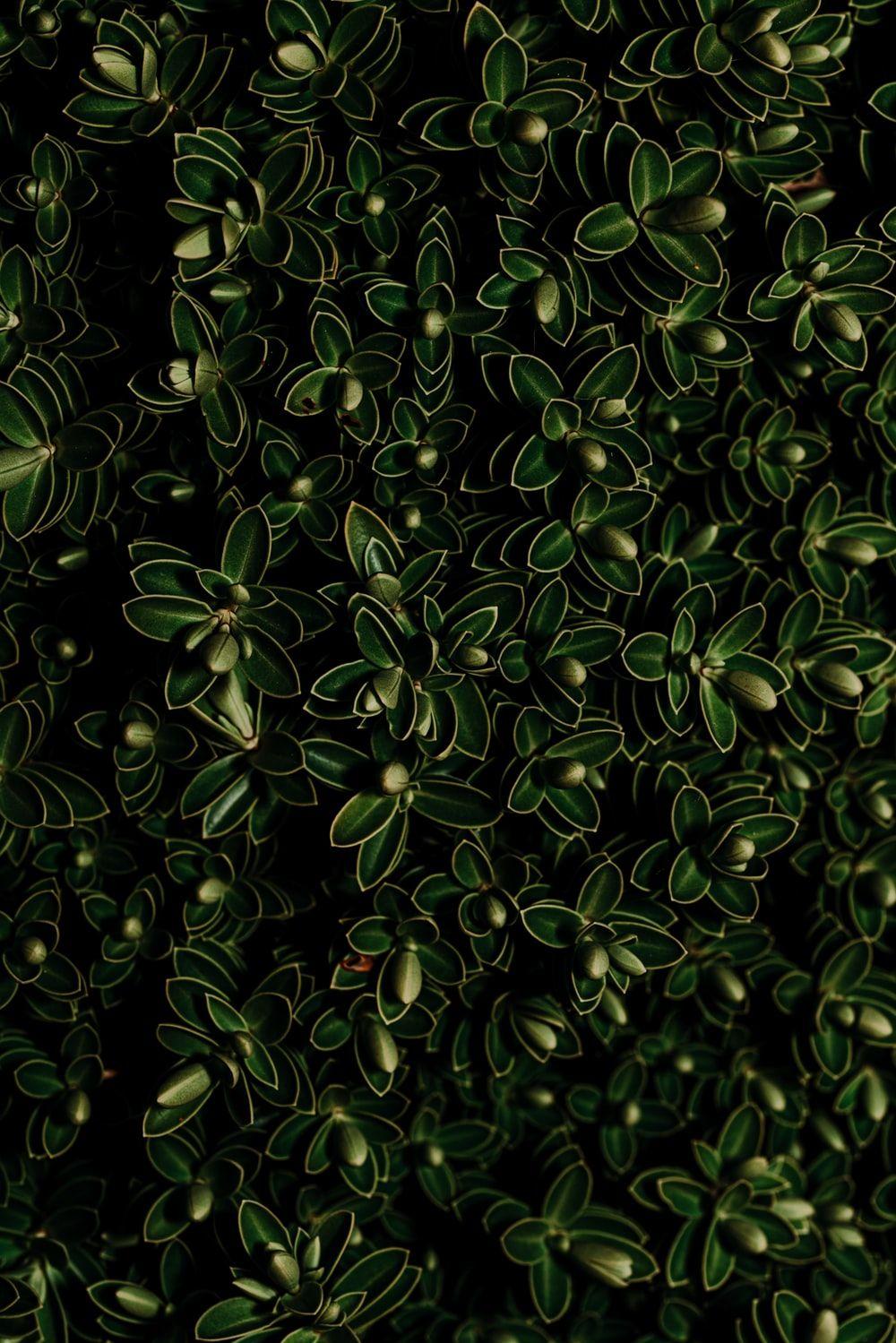 1000x1499 Smartphone Wallpaper. best free wallpaper, forest