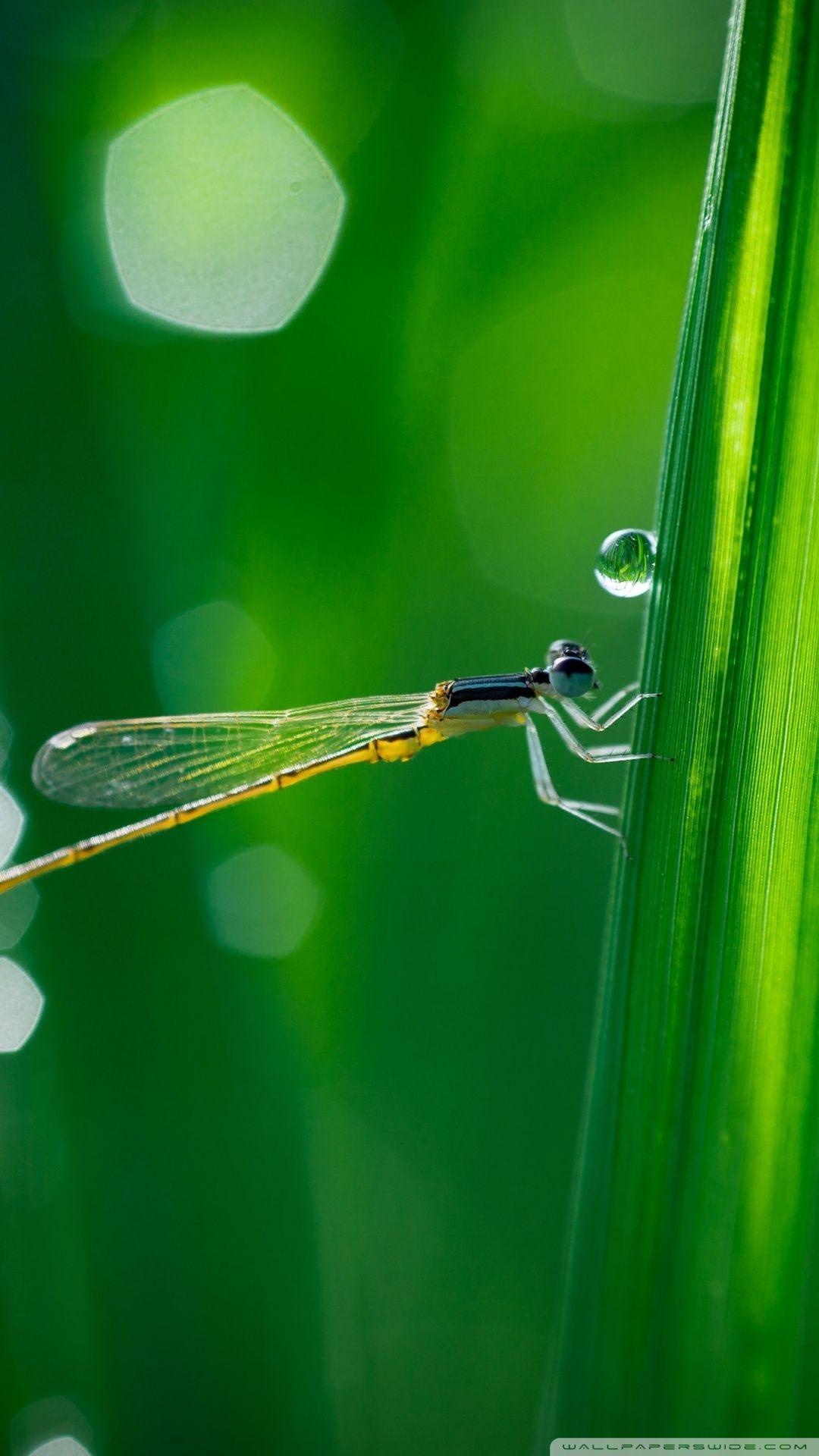 1080x1920 Dragonfly, Green Grass, Macro ❤ 4K HD Desktop Wallpaper