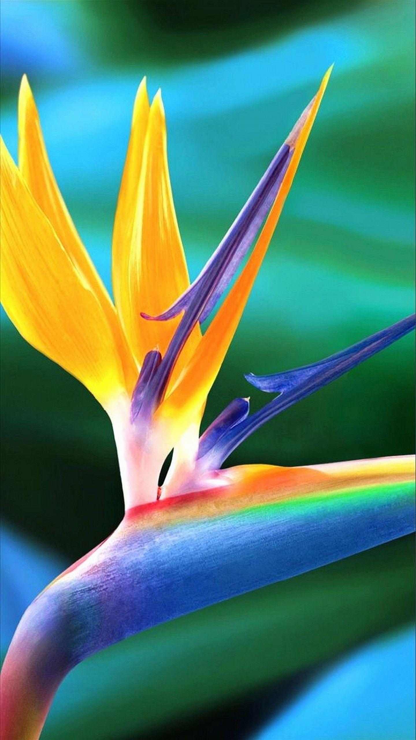 1440x2560 Quad HD Phone Wallpaper