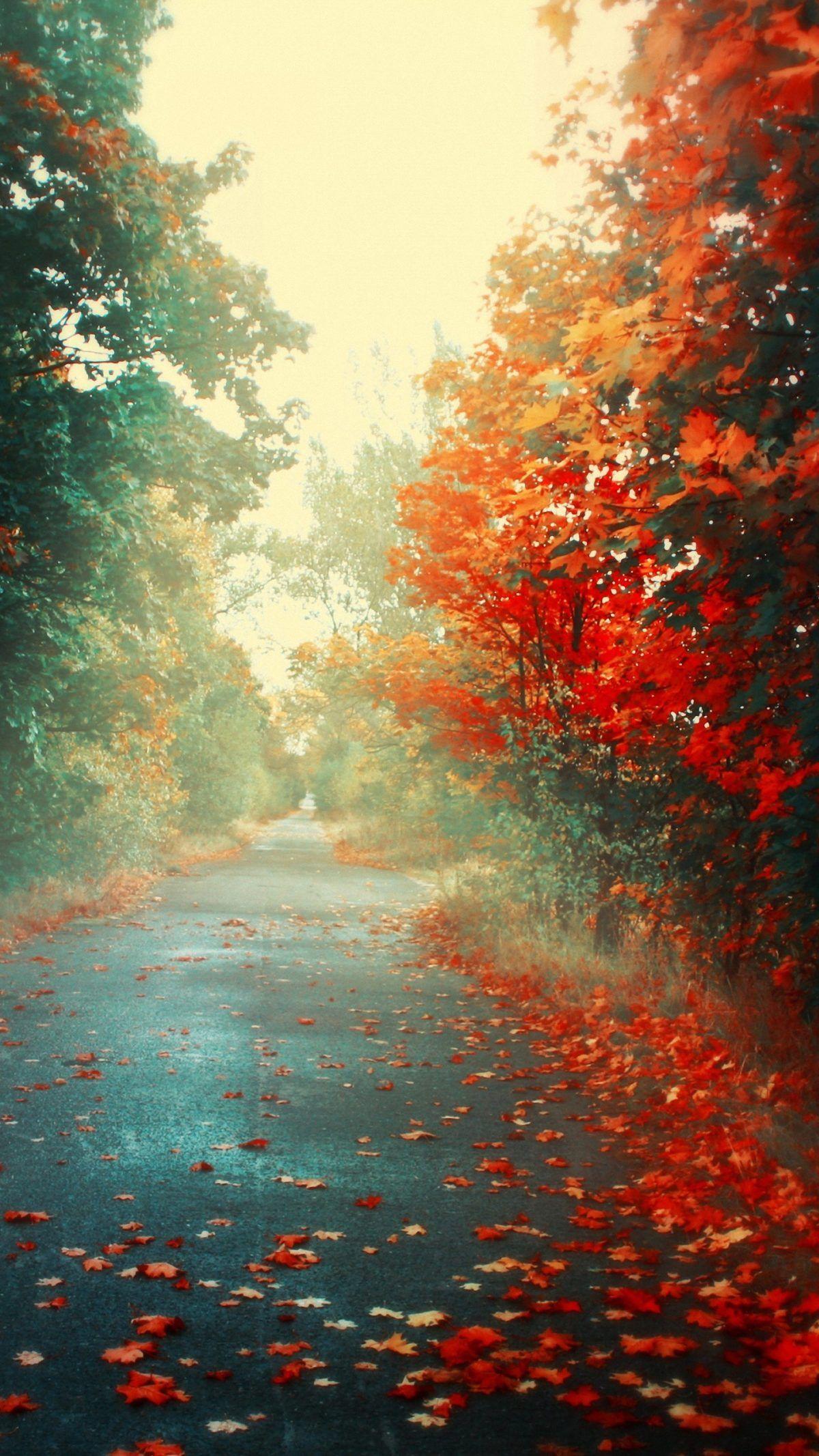 1200x2133 Roadside Pink Trees lg phone Wallpaper HD x Download