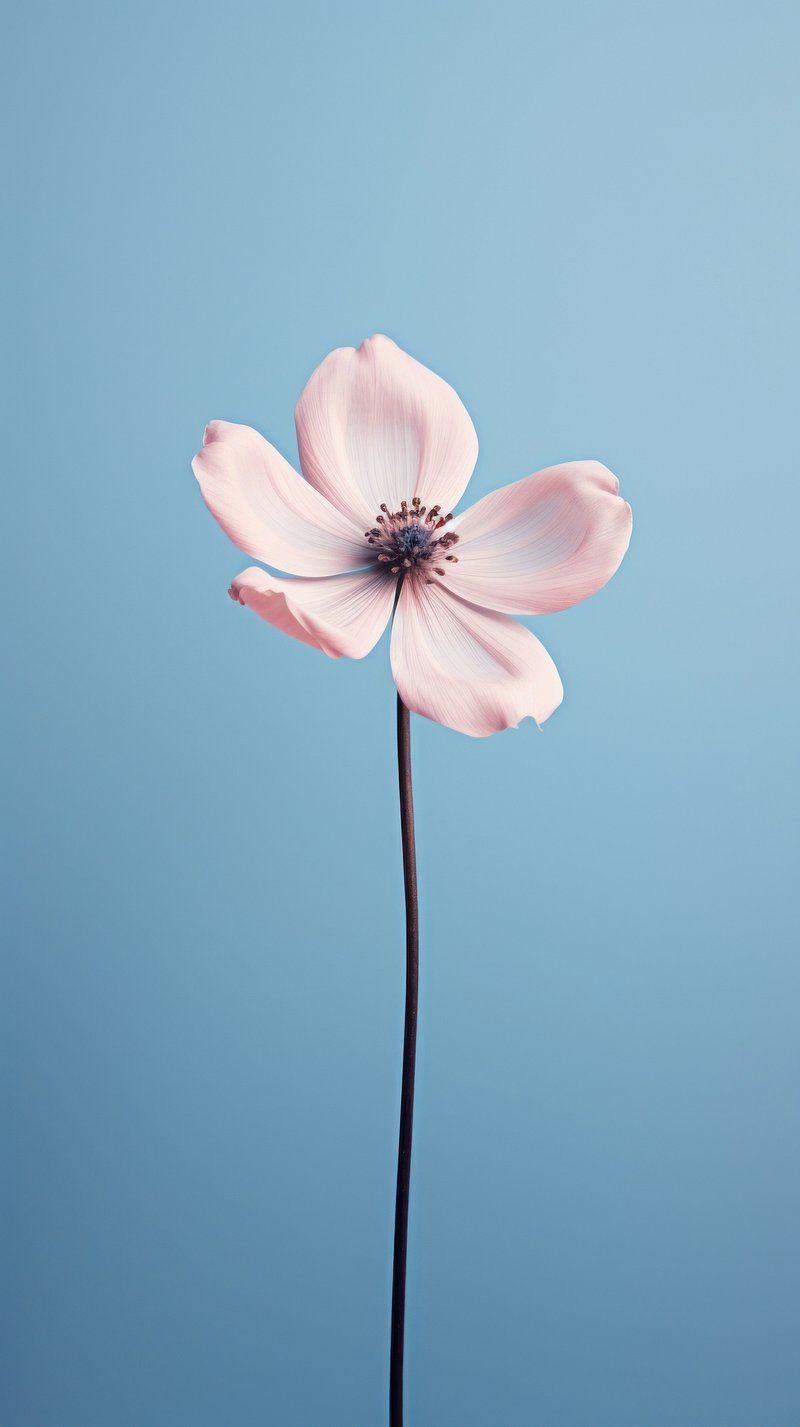 800x1427 Flower iPhone Wallpaper. Free