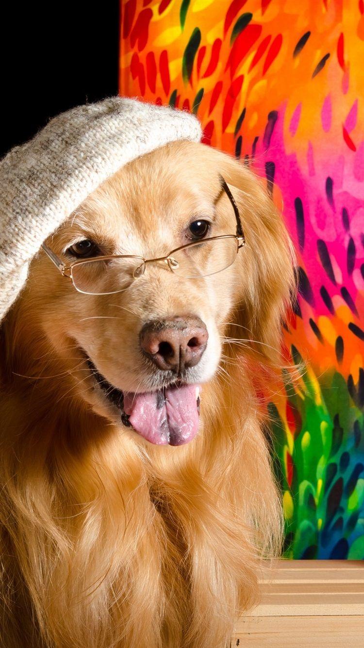 Funny Animal iPhone Wallpapers Top Free Funny Animal iPhone