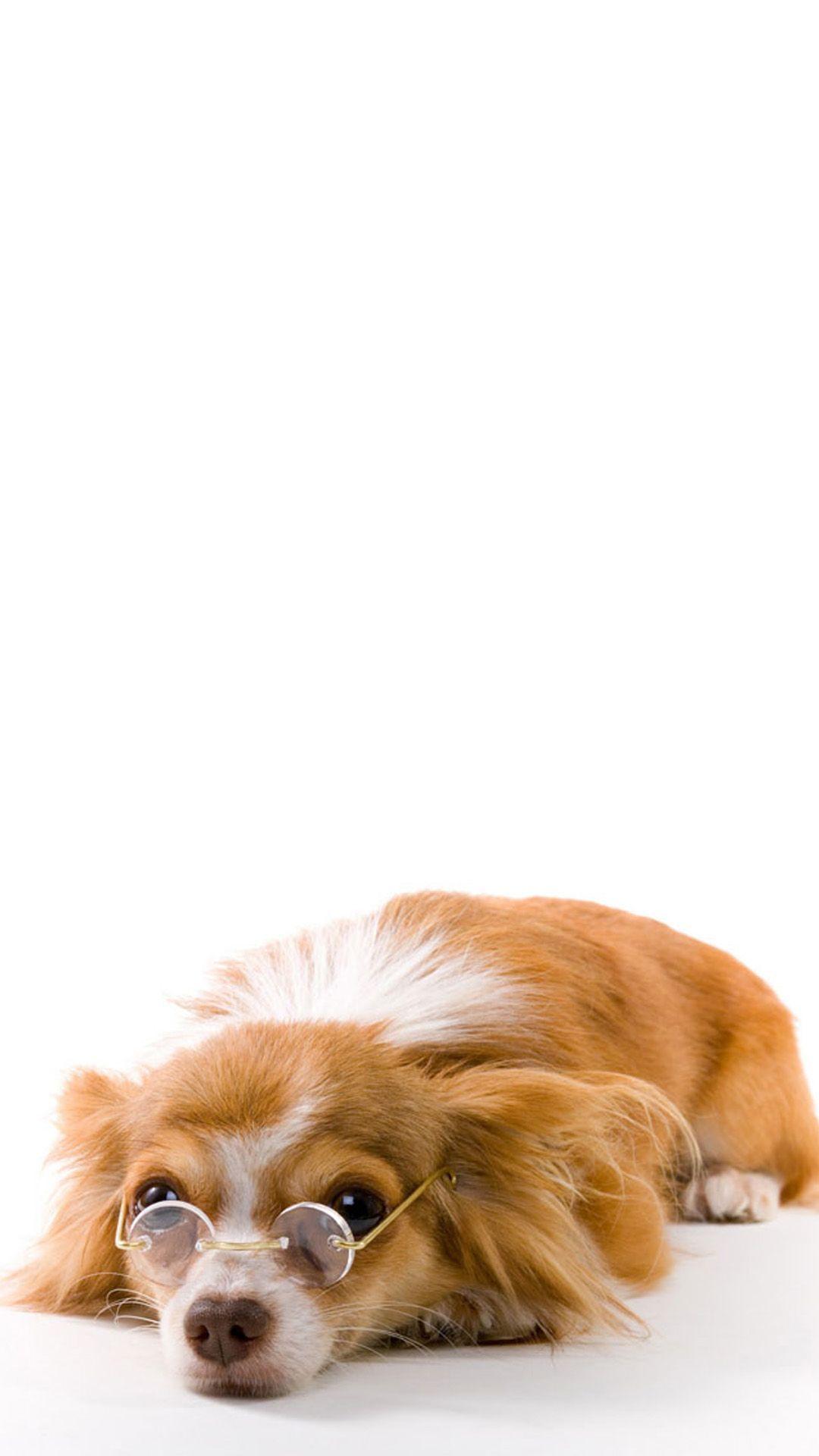 1080x1920 Funny Dog with Glasses Android .