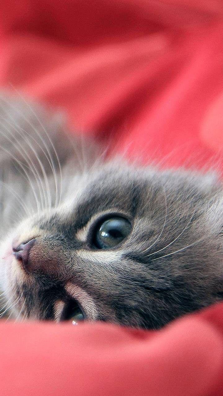 Funny Animal iPhone Wallpapers Top Free Funny Animal iPhone