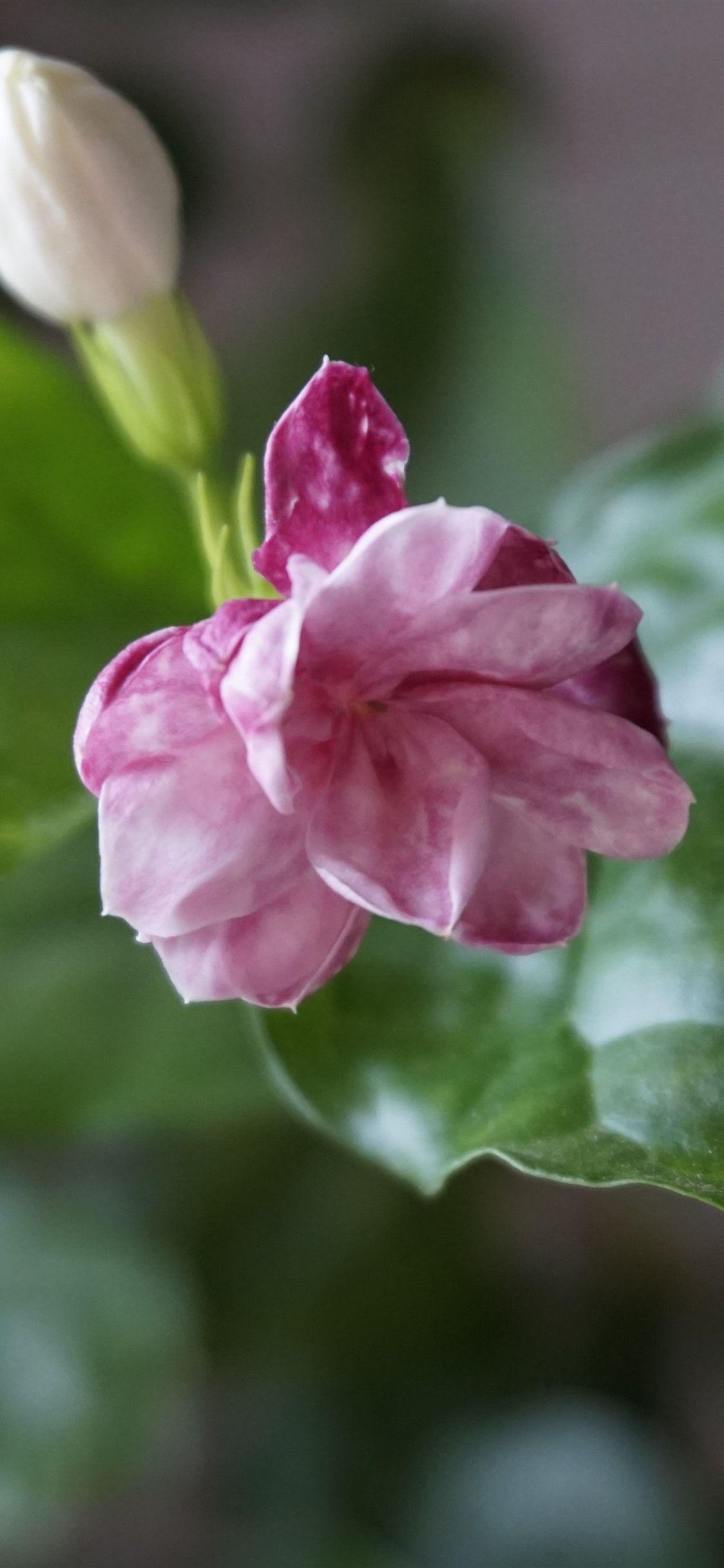 1125x2436 Beautiful Pink Jasmine Flower 1242x2688 IPhone 11 Pro XS Max Wallpaper, Background, Picture, Image