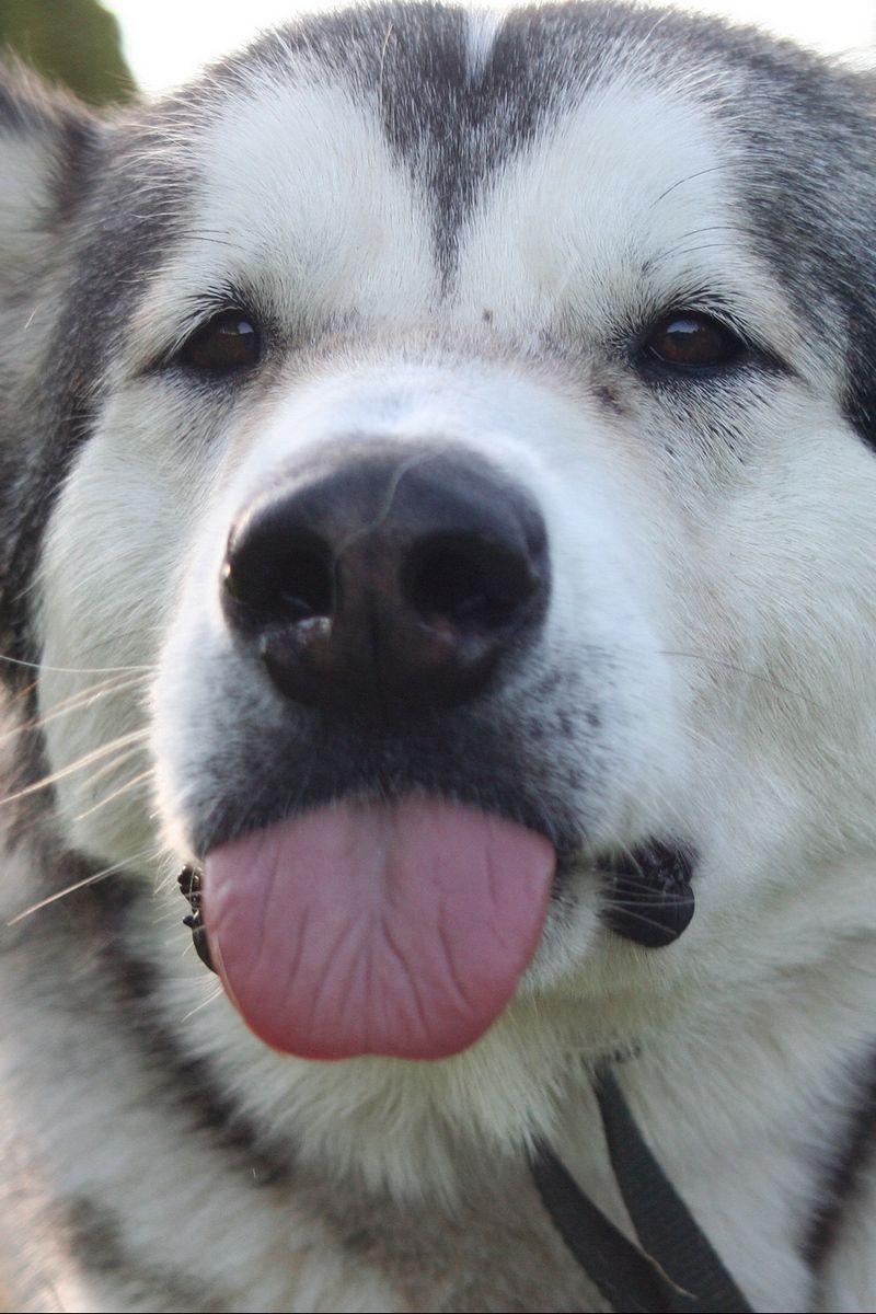 800x1200 Download wallpaper 800x1200 dog, husky, funny, protruding