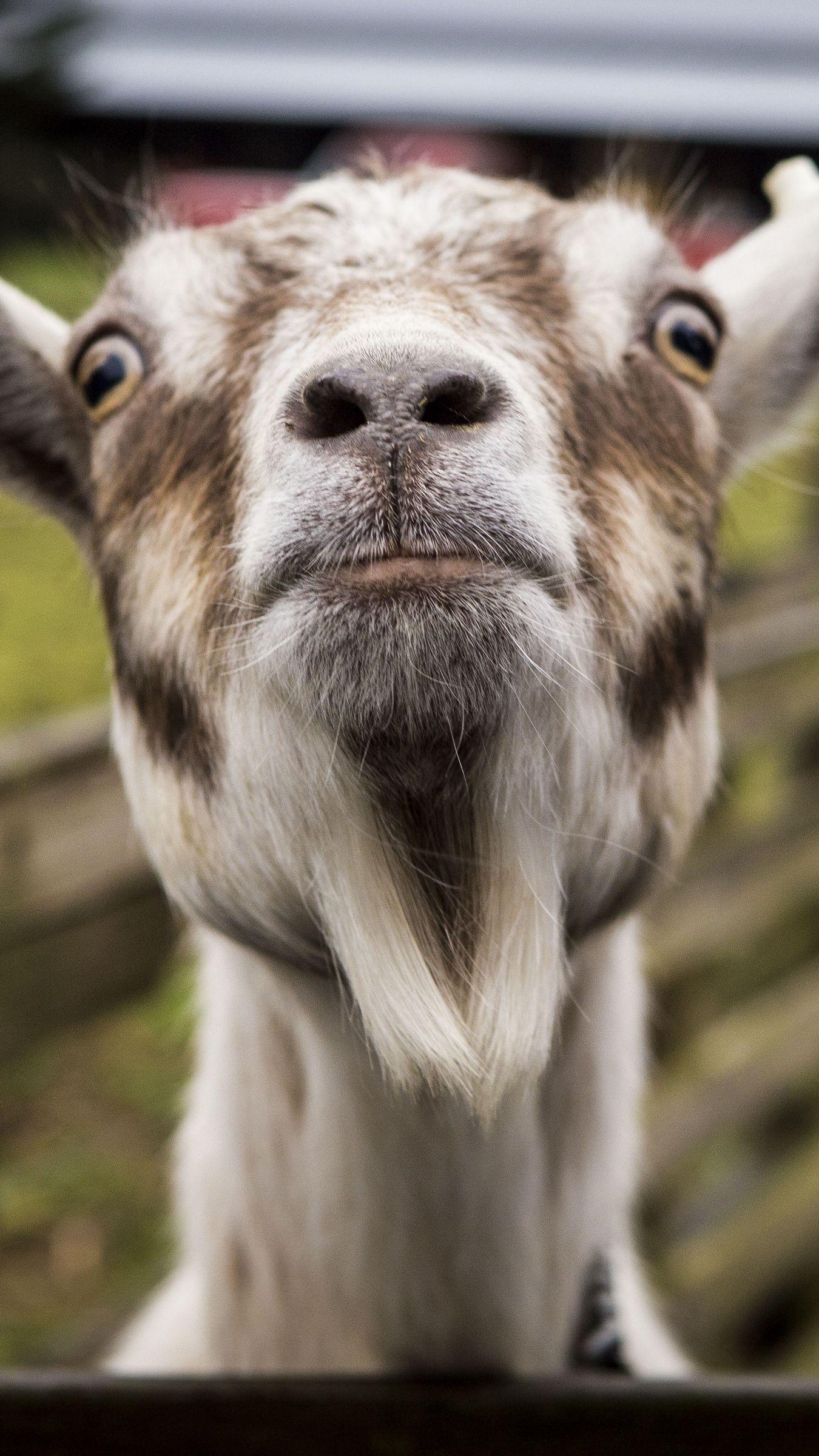 1350x2400 Download wallpaper 1350x2400 goat, muzzle, funny iphone