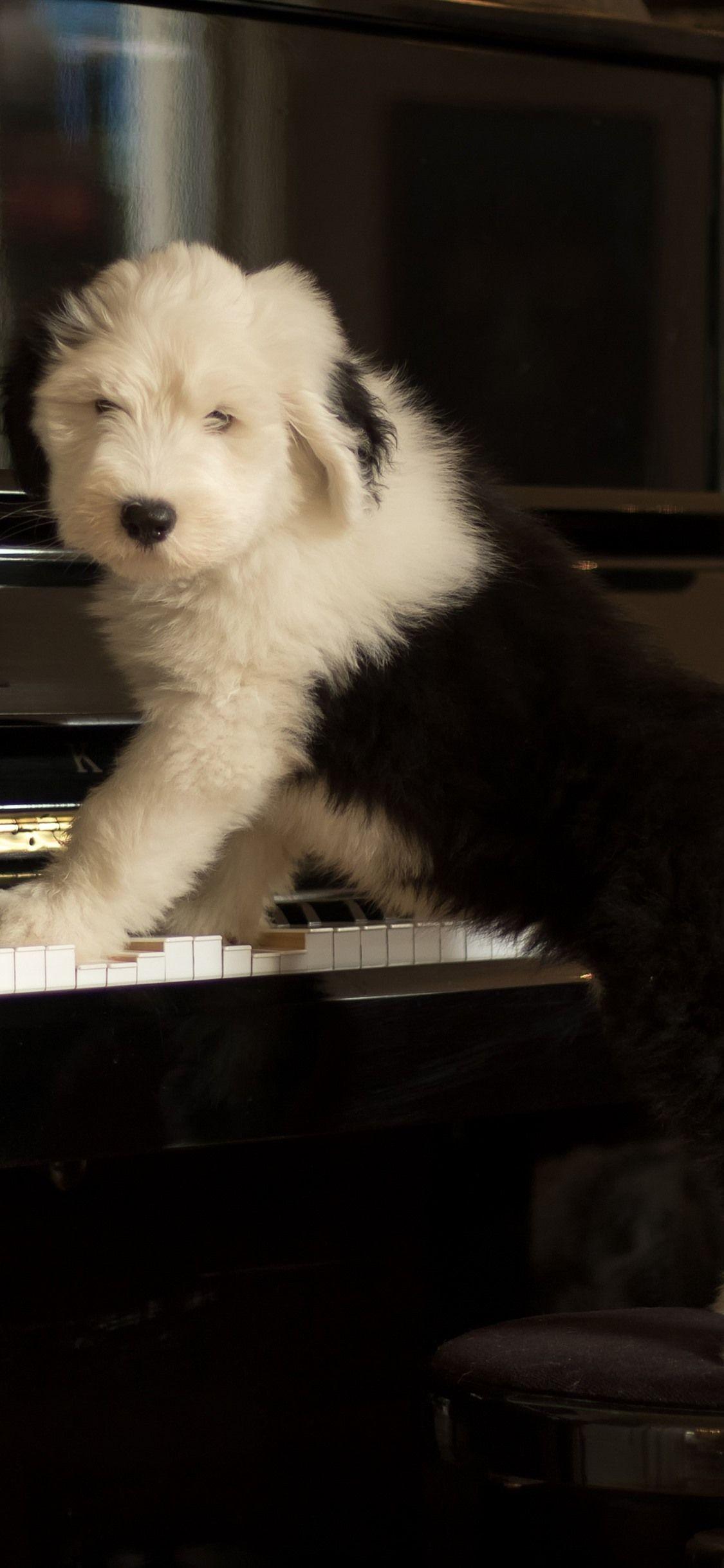 1125x2436 Cute dog play piano, funny animal 1242x2688 iPhone XS Max
