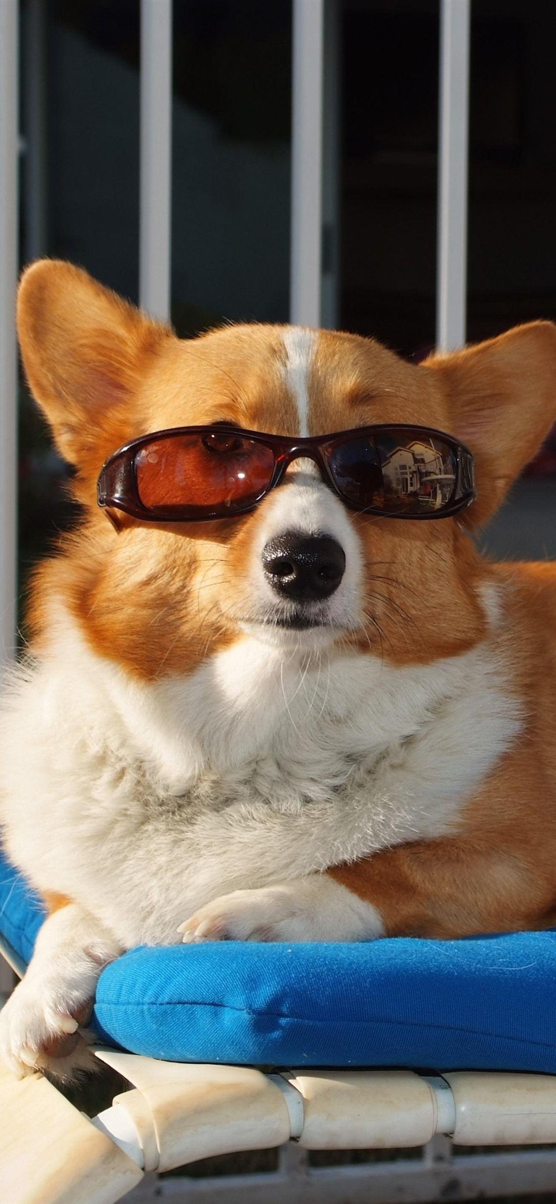 Funny Animal iPhone Wallpapers Top Free Funny Animal iPhone