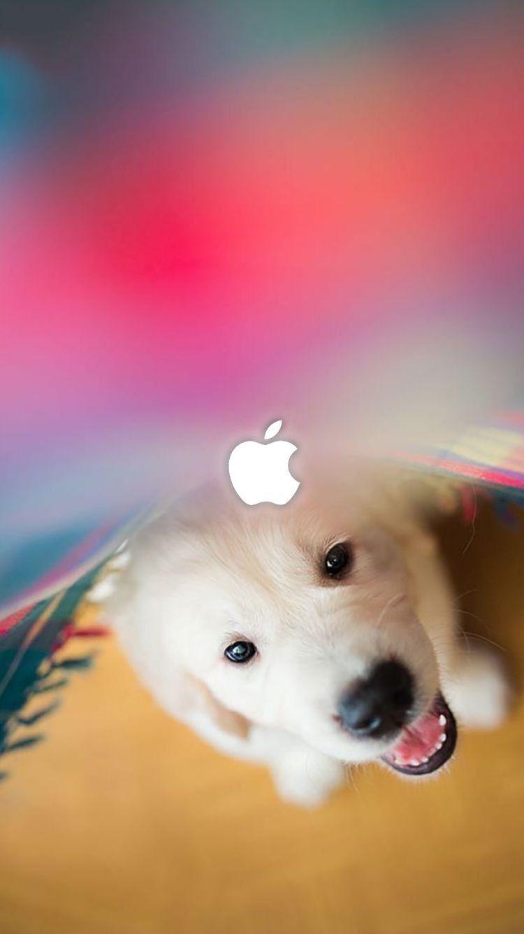 Funny Animal iPhone Wallpapers Top Free Funny Animal iPhone