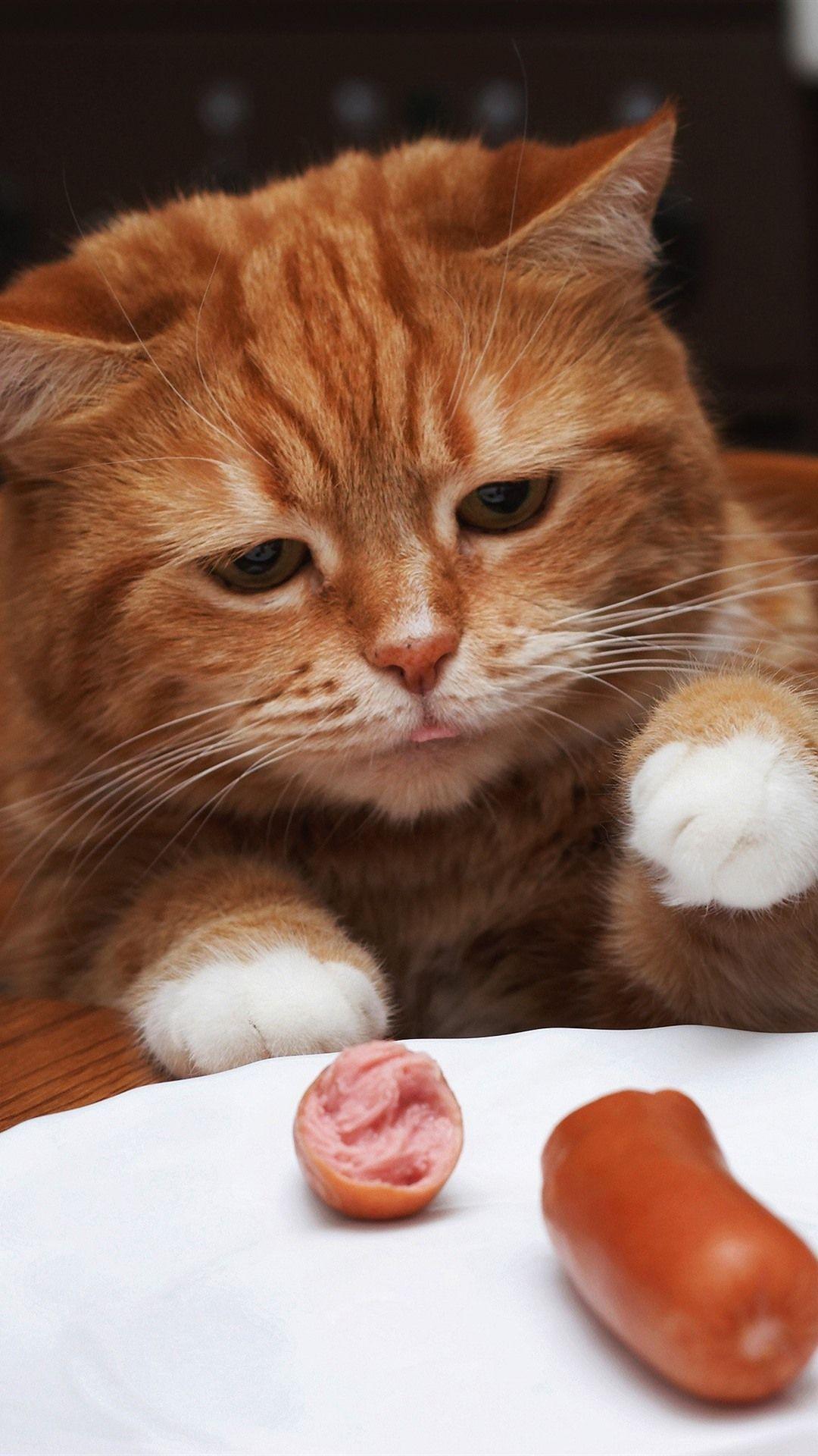 Funny Animal iPhone Wallpapers Top Free Funny Animal iPhone