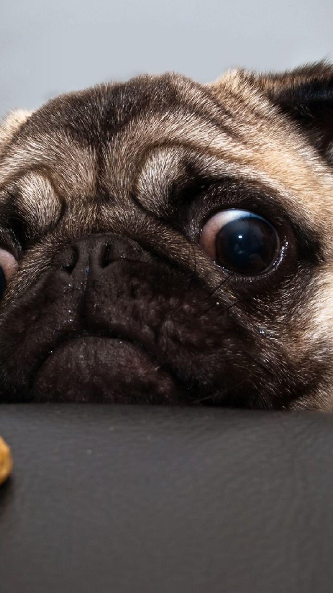 Funny Animal iPhone Wallpapers Top Free Funny Animal iPhone