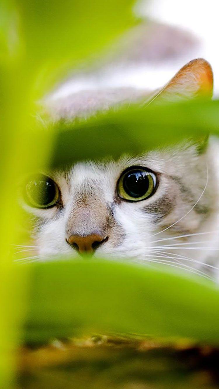 Funny Animal iPhone Wallpapers Top Free Funny Animal iPhone