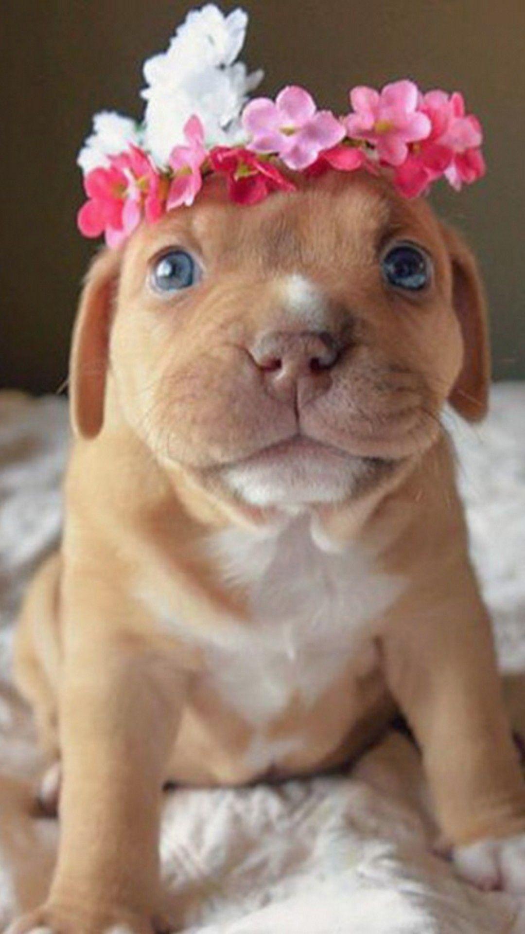 1080x1920 Lovely Funny Animal Smartphone Wallpaper
