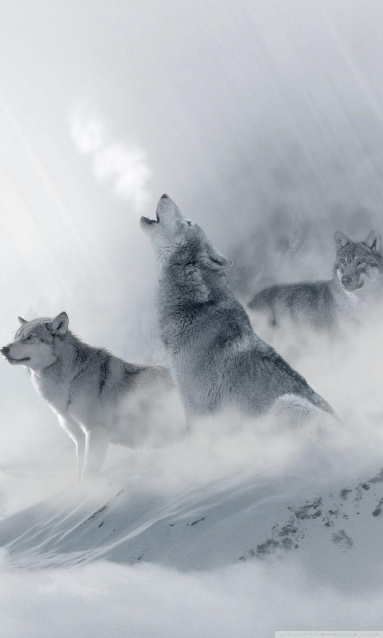 768x1280 Wolf Howling ❤ 4K HD Desktop Wallpaper for 4K Ultra HD TV