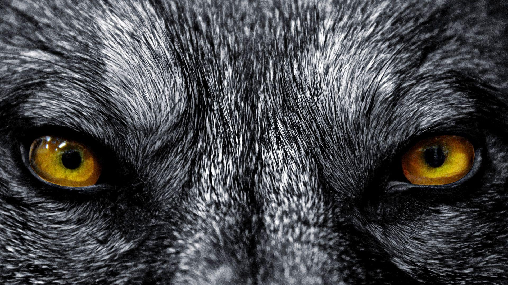 1920x1080 Wolf Wallpaper background