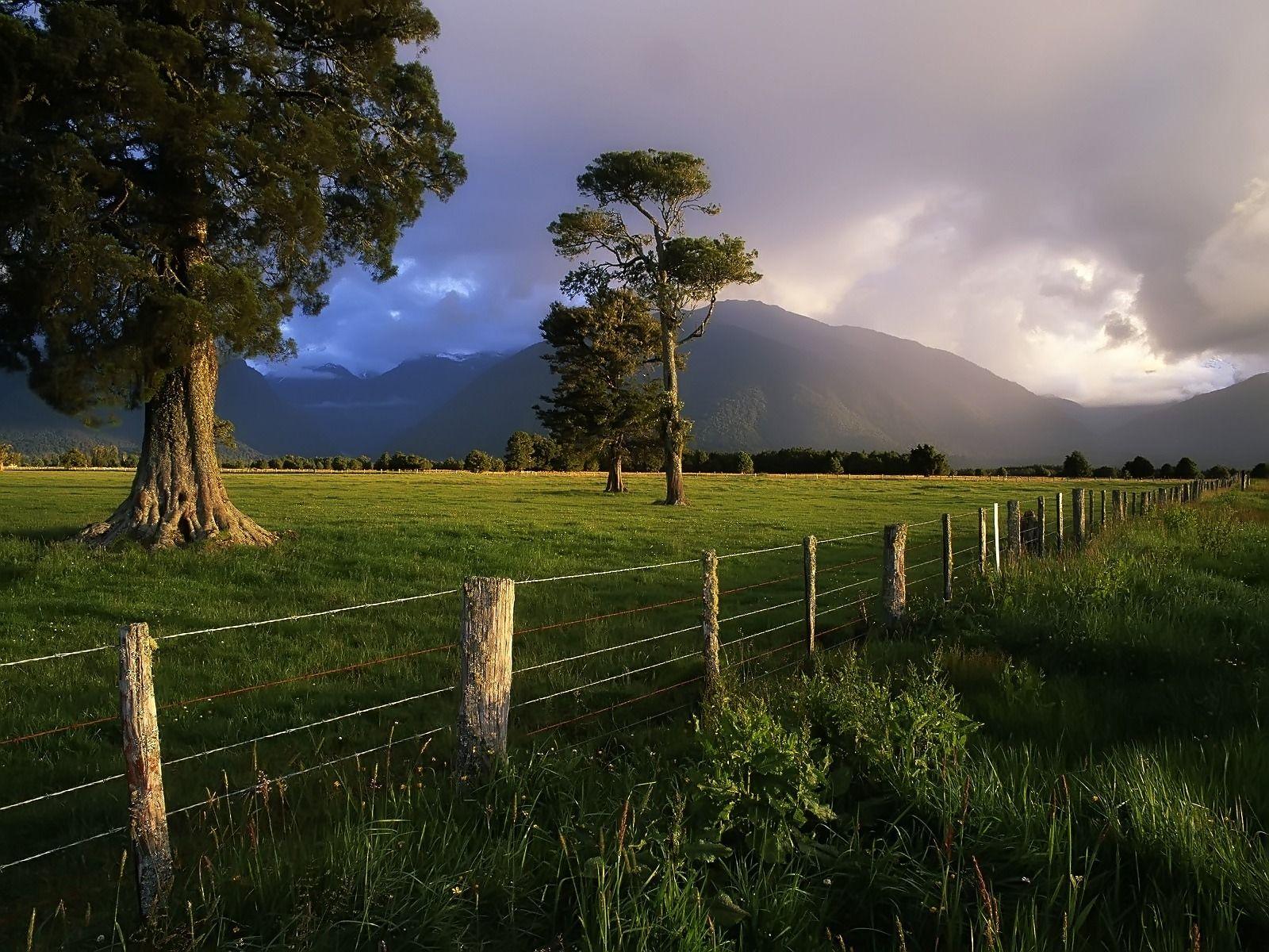 1600x1200 Kahikatea Trees Wallpaper New Zealand World Wallpaper in jpg format for free download