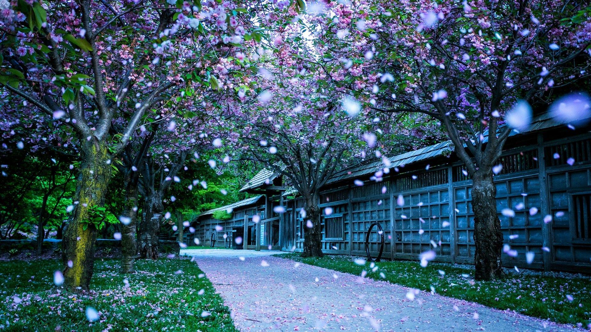 1920x1080 Beautiful Desktop Wallpaper And Background 60 Image