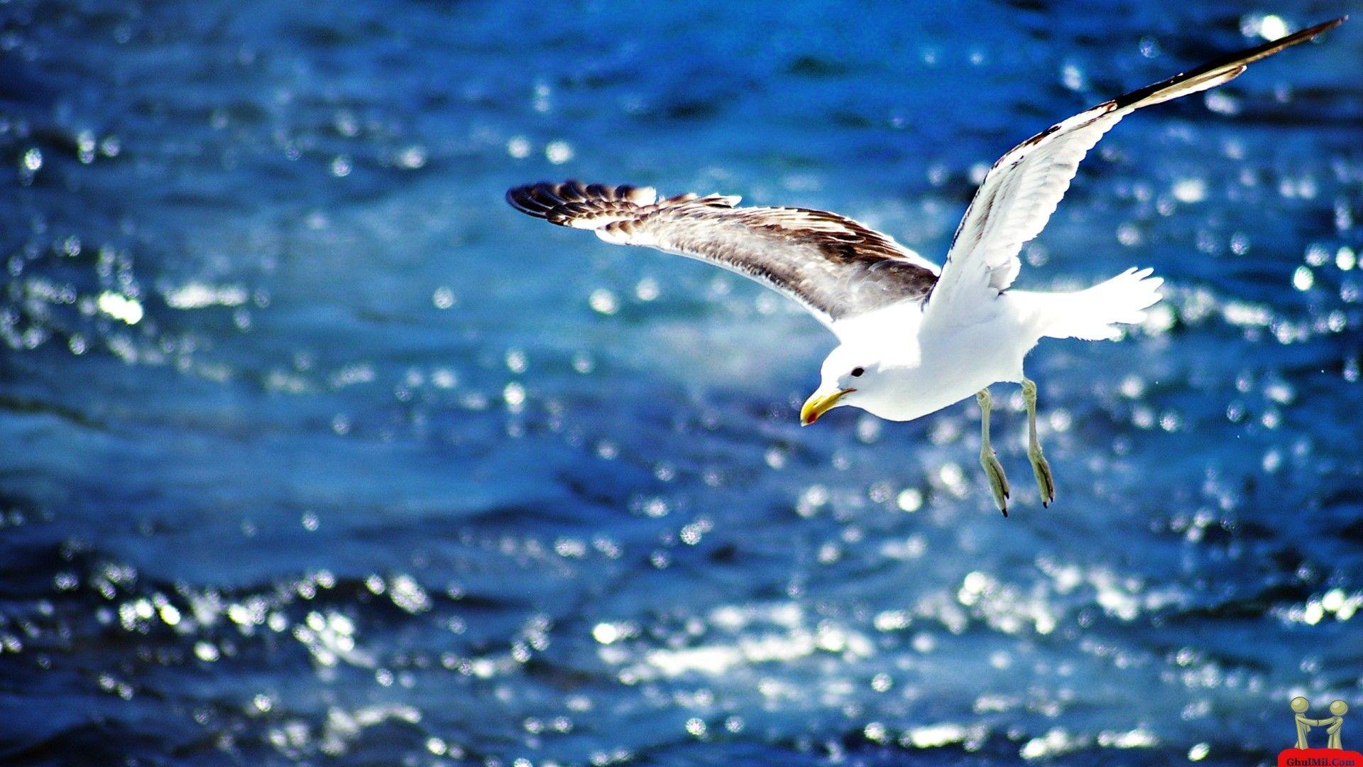 1920x1080 Beautiful Wallpaper HD
