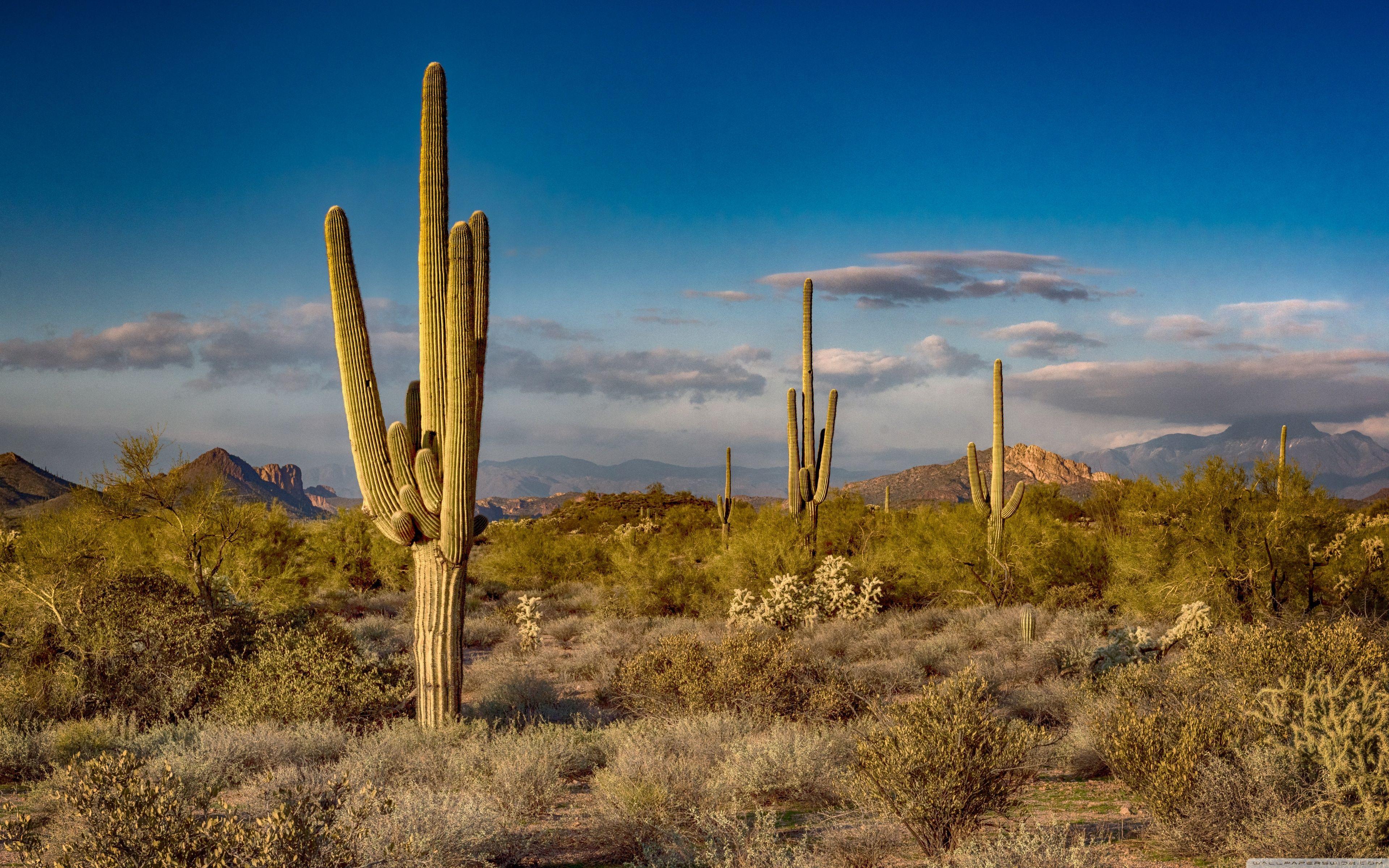 Arizona Cactus Wallpapers - Top Free Arizona Cactus Backgrounds ...