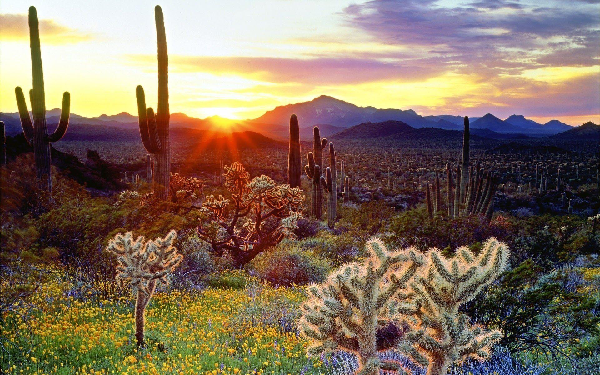 Arizona Cactus Wallpapers - Top Free Arizona Cactus Backgrounds