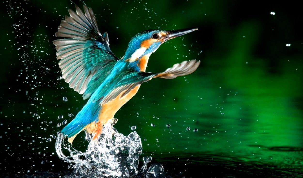 1252x736 Exotic Birds HD Wallpaper