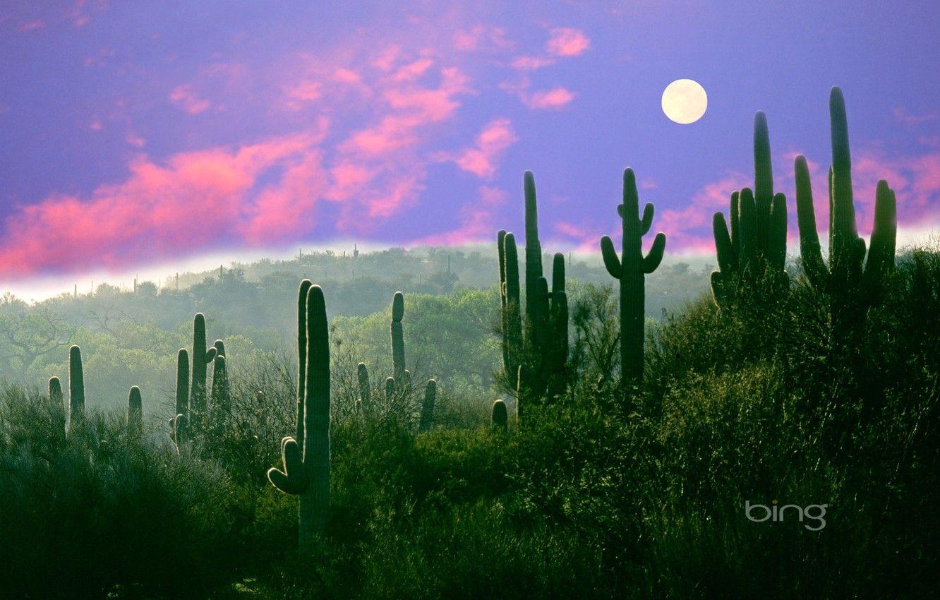 Arizona Cactus Wallpapers - Top Free Arizona Cactus Backgrounds