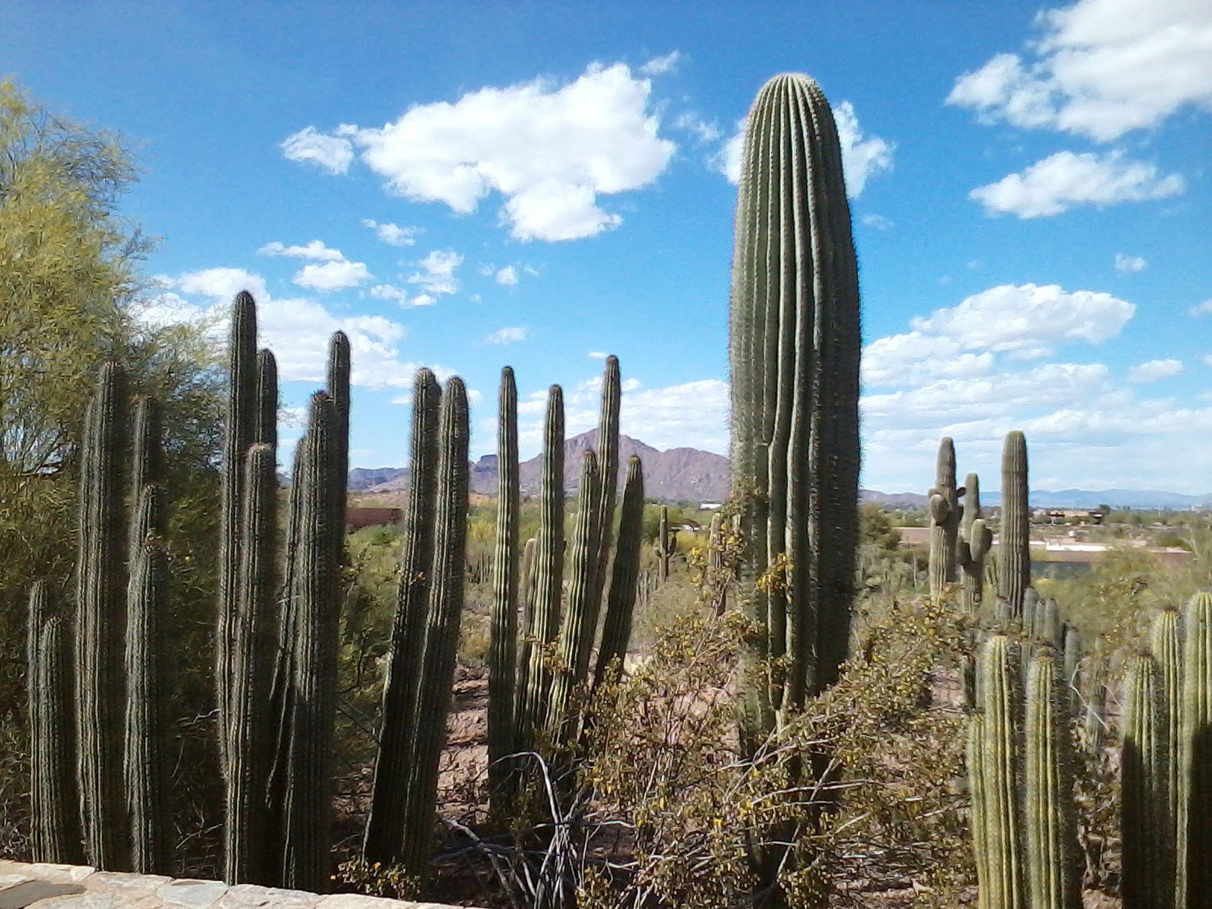 Arizona Cactus Wallpapers - Top Free Arizona Cactus Backgrounds