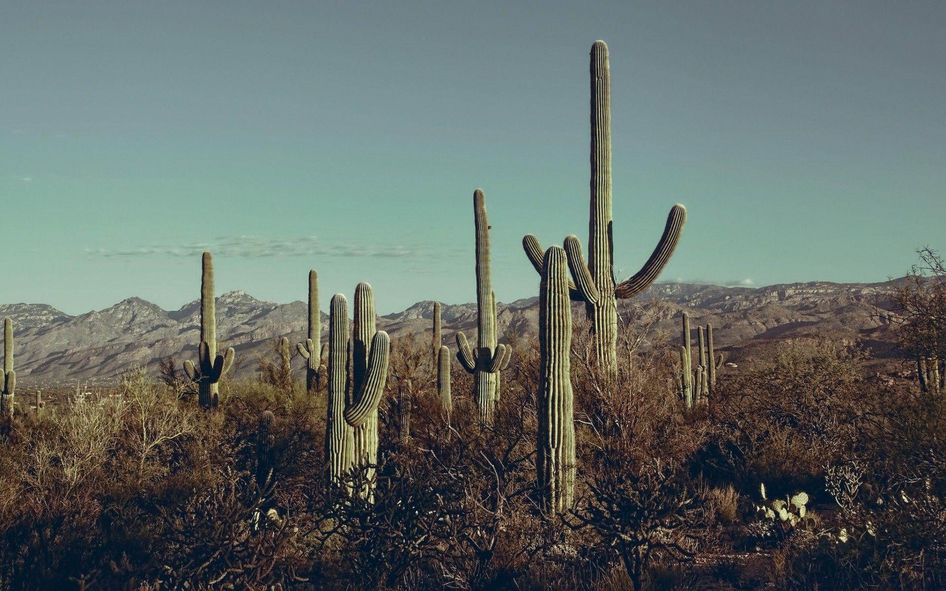 Arizona Cactus Wallpapers - Top Free Arizona Cactus Backgrounds ...