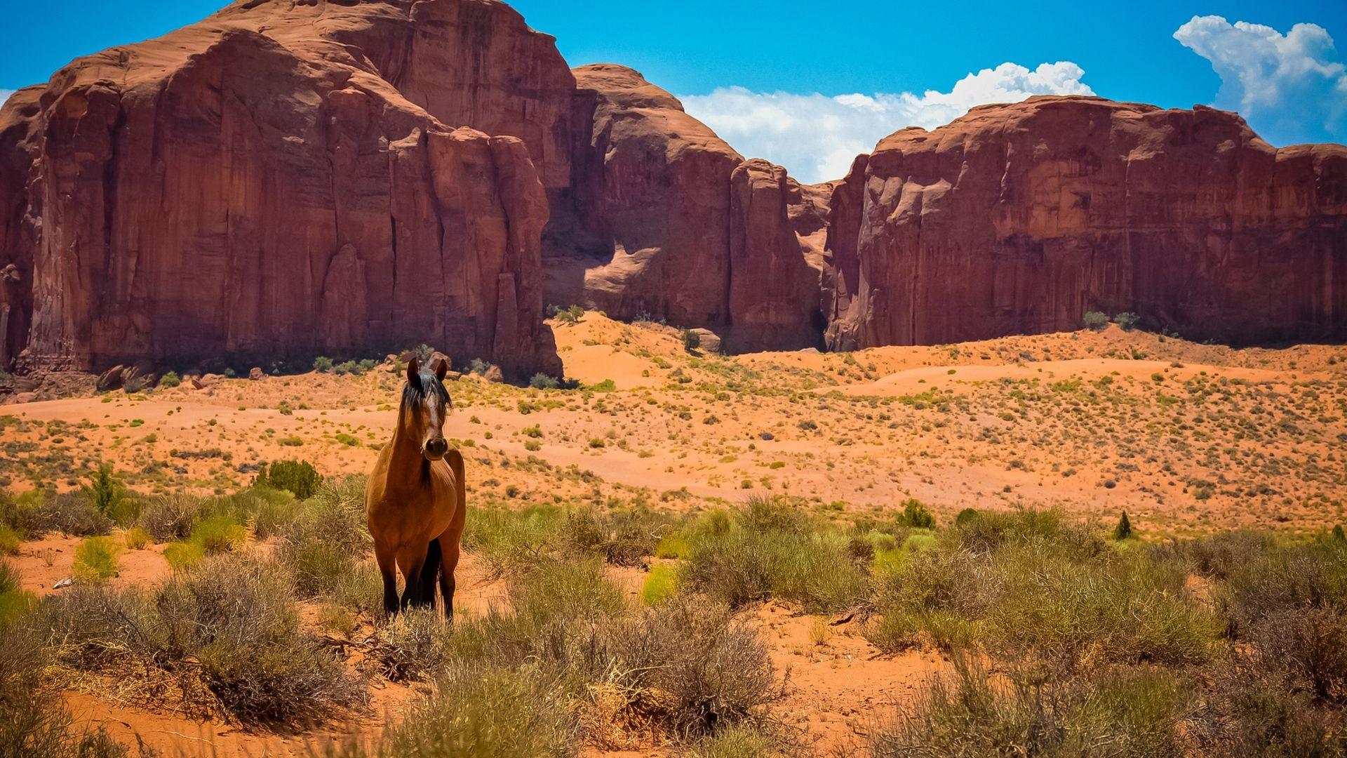 1920x1080 Wallpaper Horse, Usa, Arizona, Monument Valley, Desert
