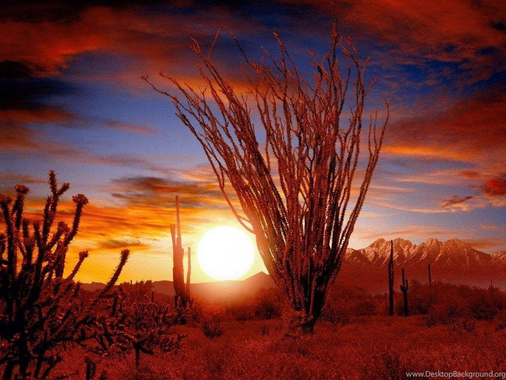 1024x768 Ocotillo, Sonora Desert, Arizona < Nature < Life < Desktop
