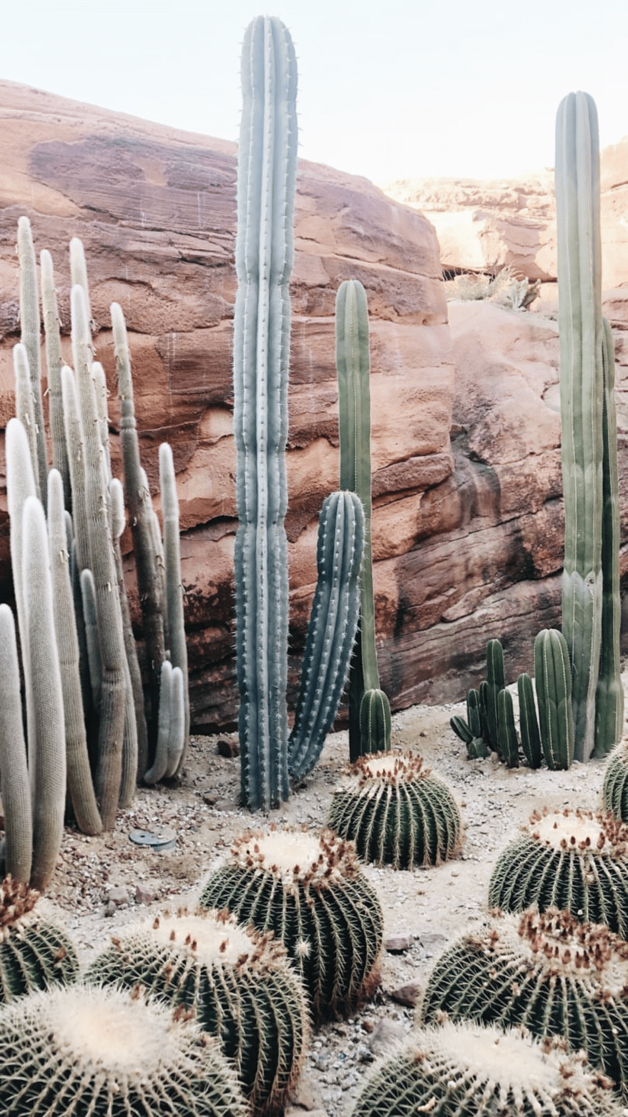 Arizona Cactus Wallpapers - Top Free Arizona Cactus Backgrounds