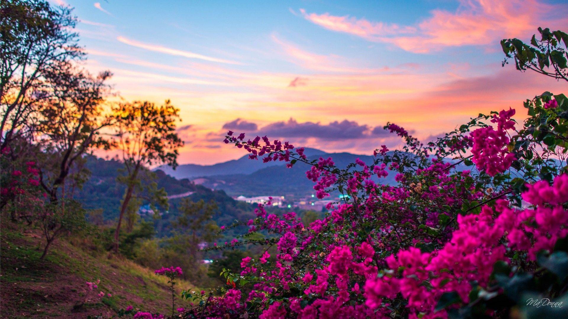 1920x1080 Spring Wallpaper for Desktop
