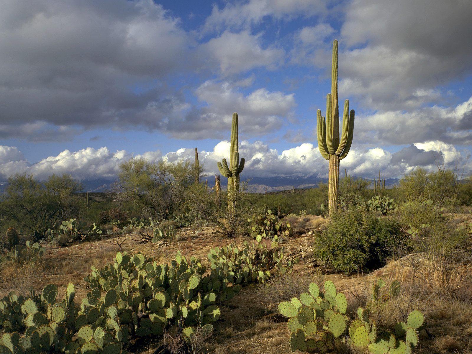 Arizona Spring Wallpapers - Top Free Arizona Spring Backgrounds ...