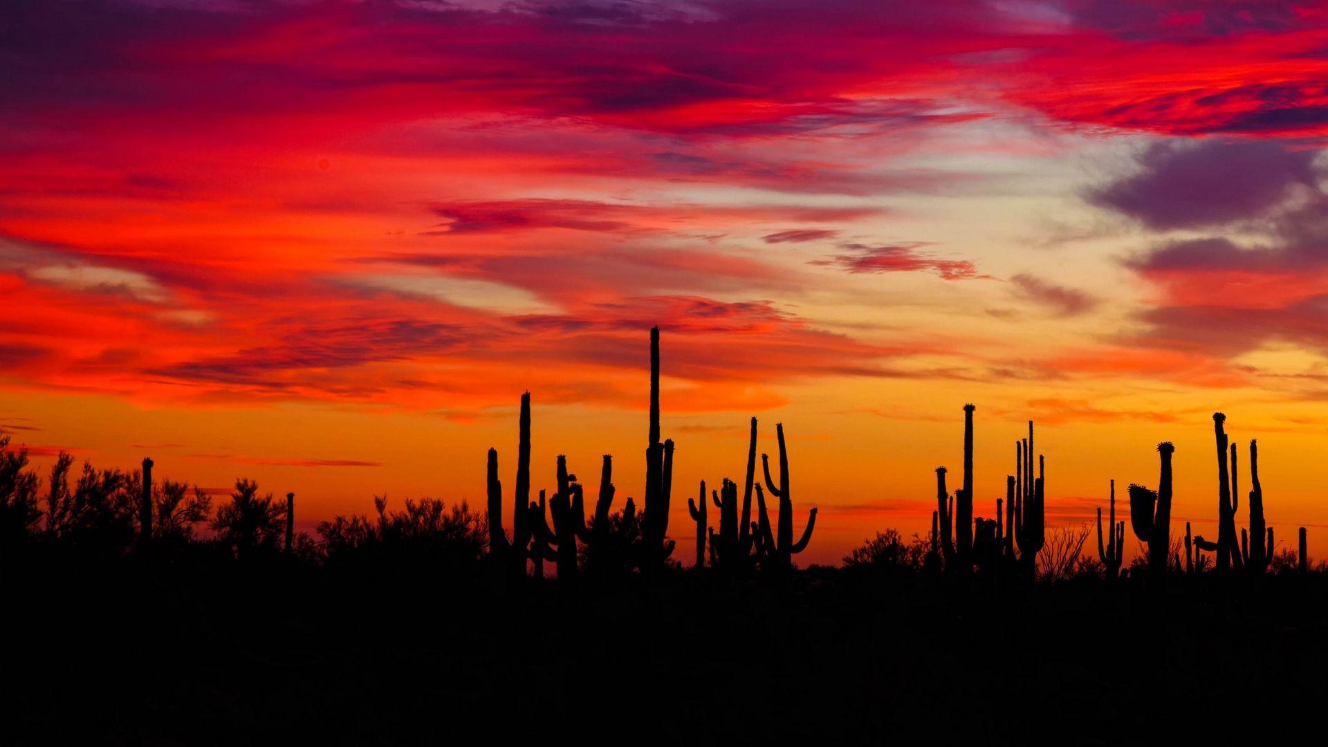 1920x1080 Download wallpaper 1920x1080 cacti, sunset, silhouettes