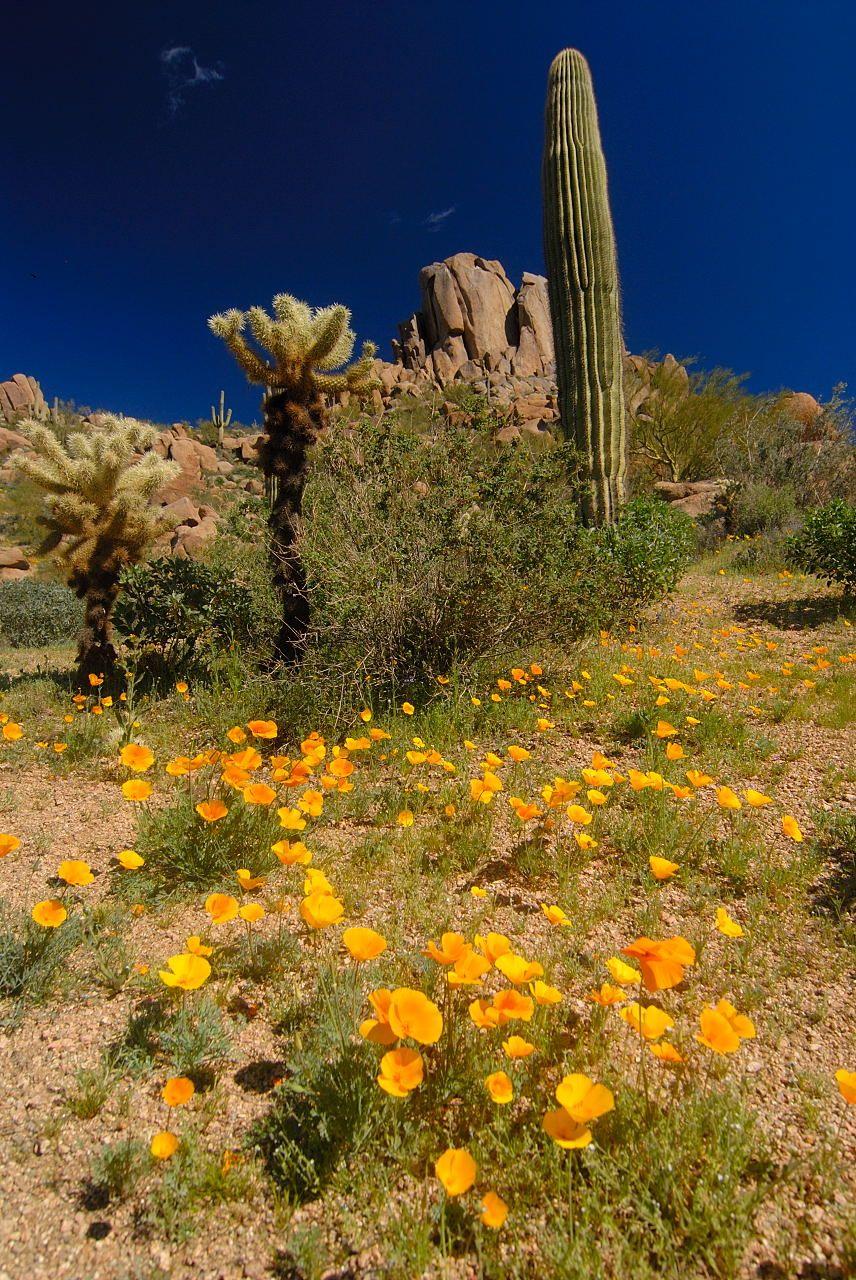 Arizona Spring Wallpapers - Top Free Arizona Spring Backgrounds ...