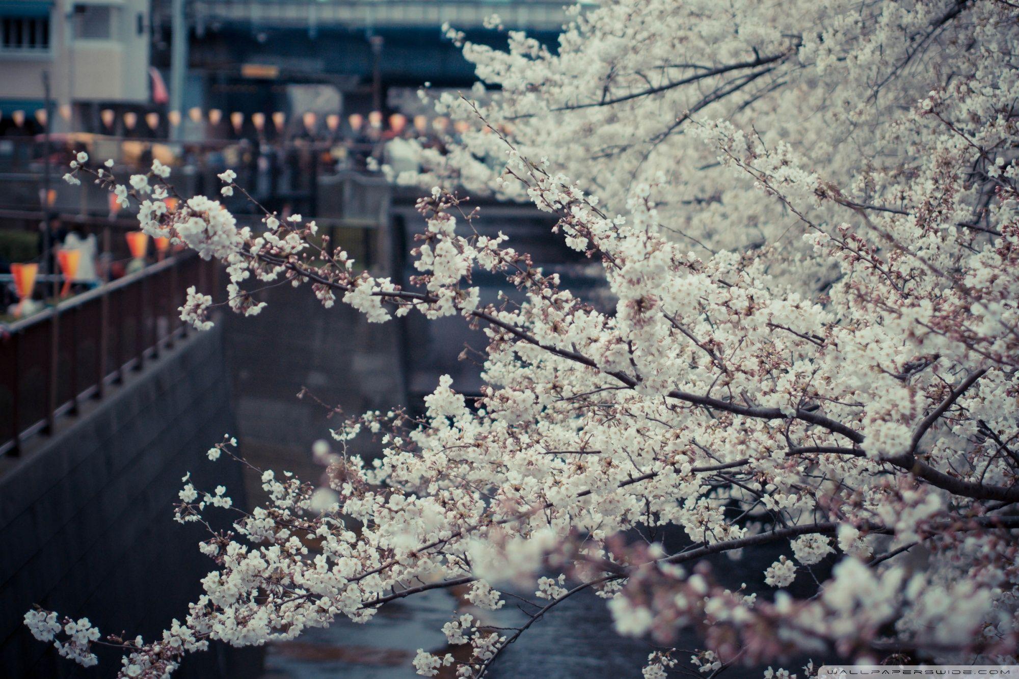 2000x1333 Sakura, Tokyo ❤ 4K HD Desktop Wallpaper for 4K Ultra HD TV • Tablet
