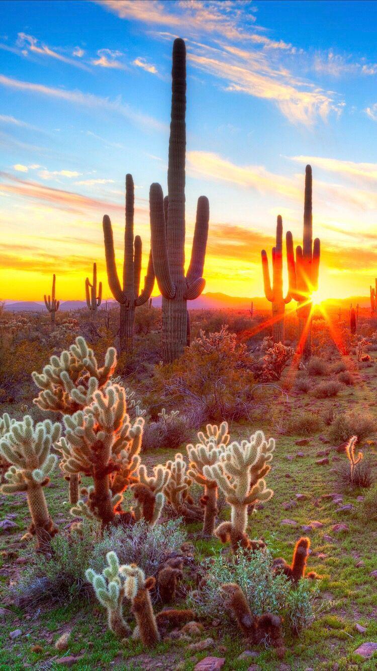 Desert Cactus Sunset Wallpapers - Top Free Desert Cactus Sunset ...