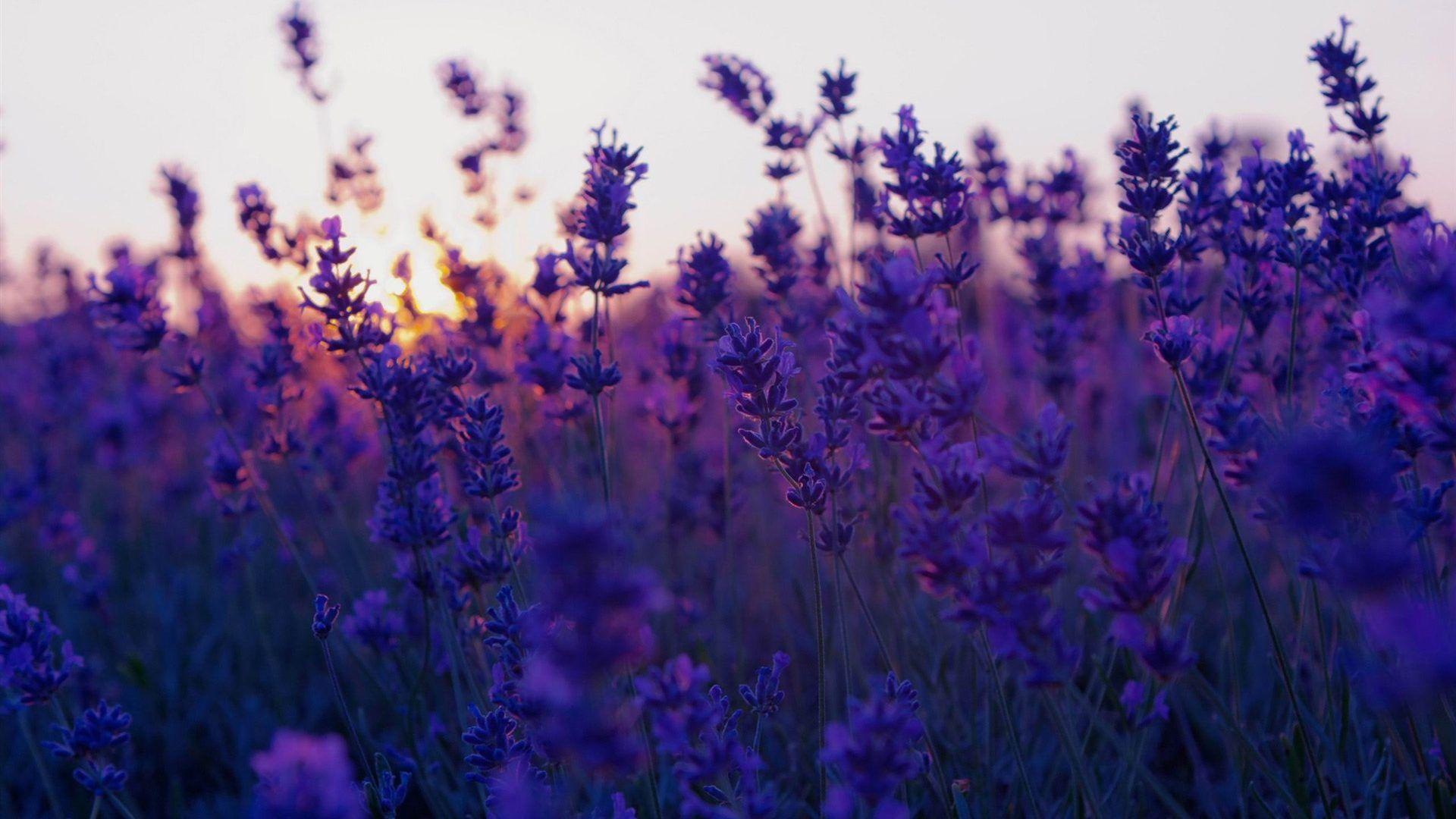 1920x1080 Aesthetic Background HD Free Download For PC Desktop