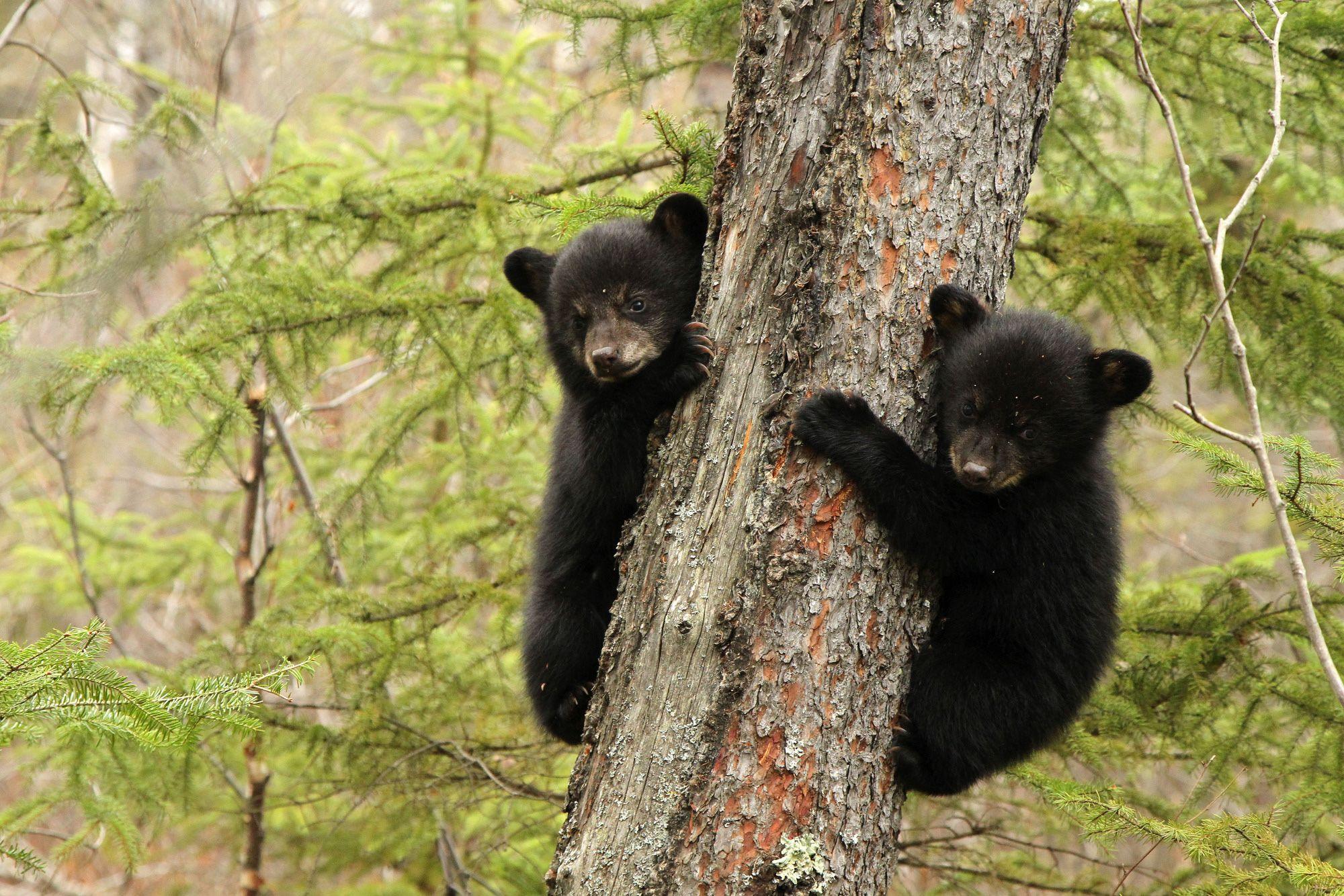 Медведь барибал умеет лазить по деревьям. Гималайский медведь. Медведь на дереве. Медвежонок на дереве. Медведь в лесу.