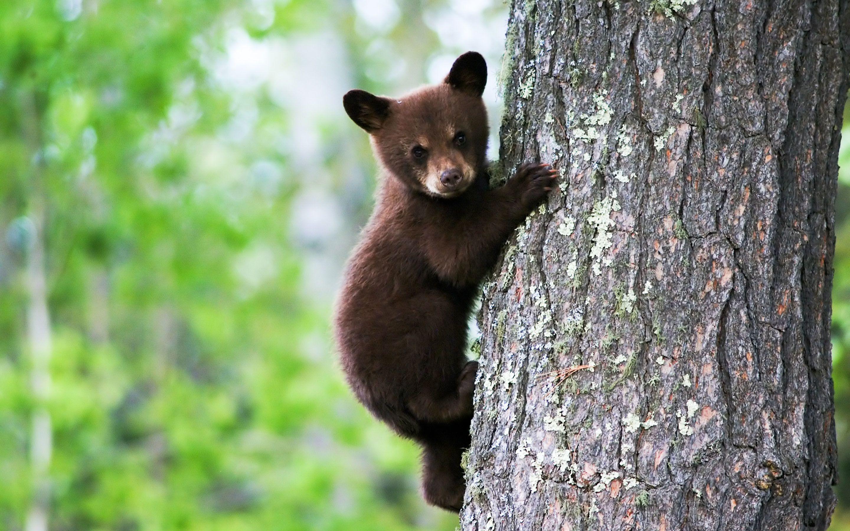 2880x1800 Black Bear Wallpaper