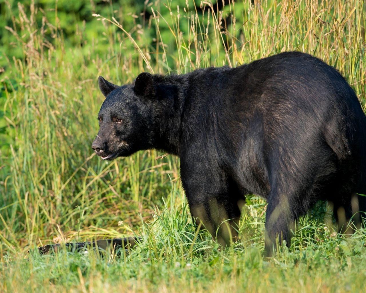 1280x1024 Download wallpaper 1280x1024 american black bear, predator