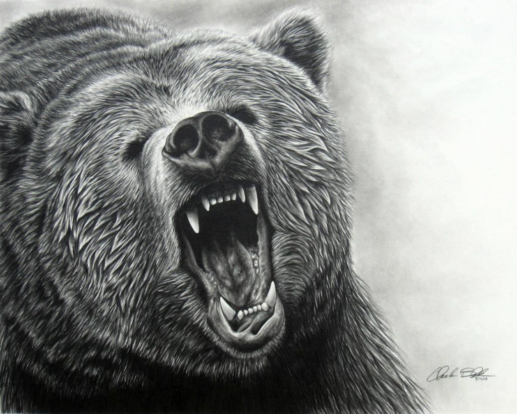 1024x820 Bear Wallpaper, Picture download free at